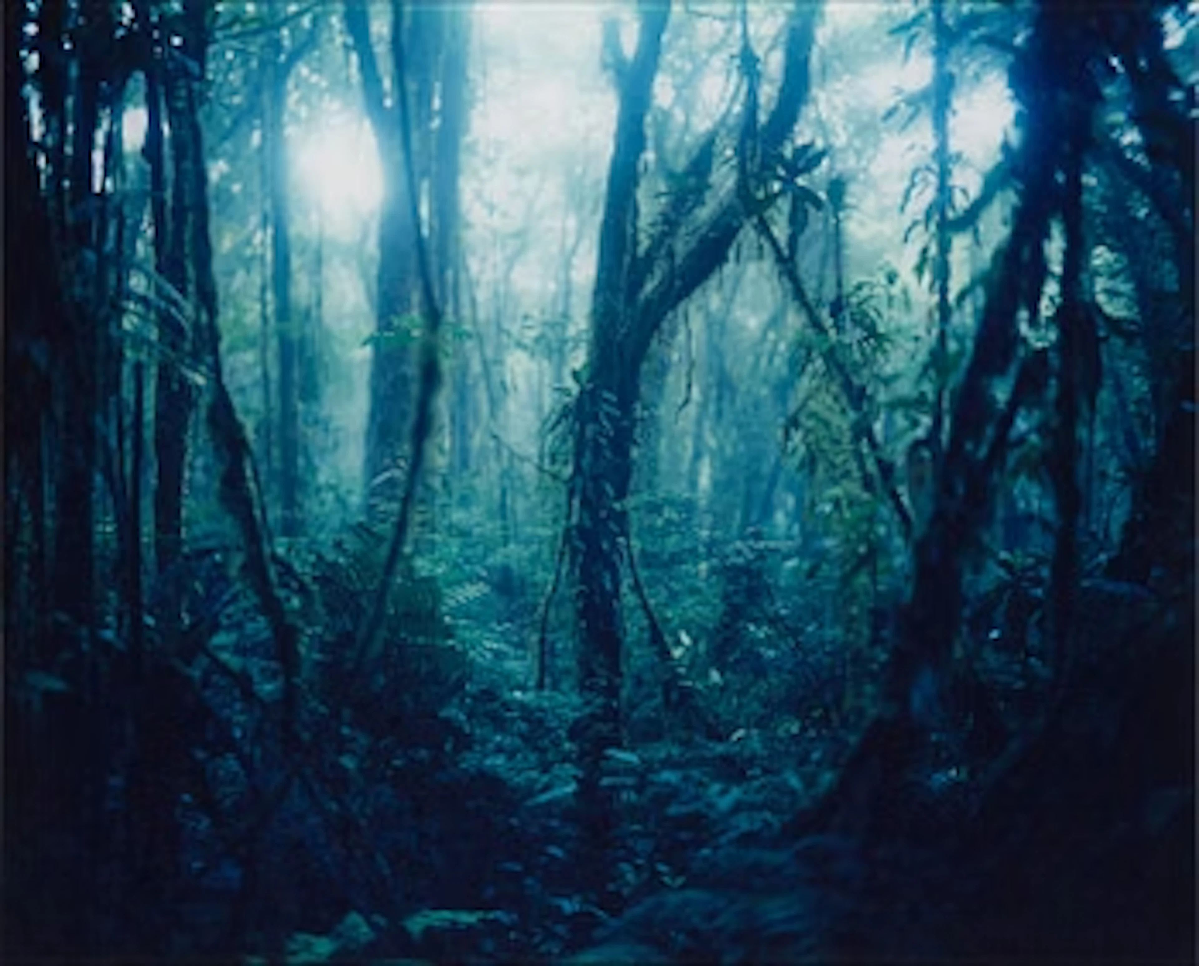 Denise Grünstein, "Cloud Forests".
