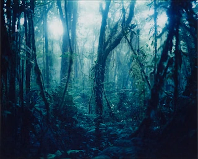 Denise Grünstein, "Cloud Forests".