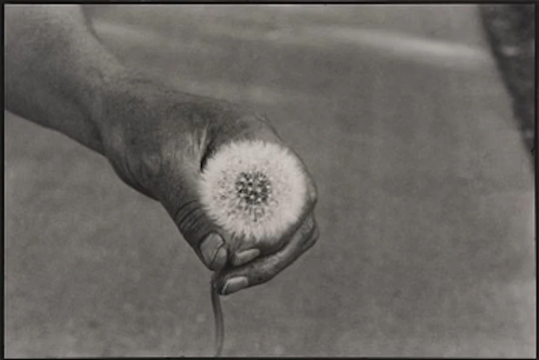 Cecilia Edefalk, "Dandelion", 2014.