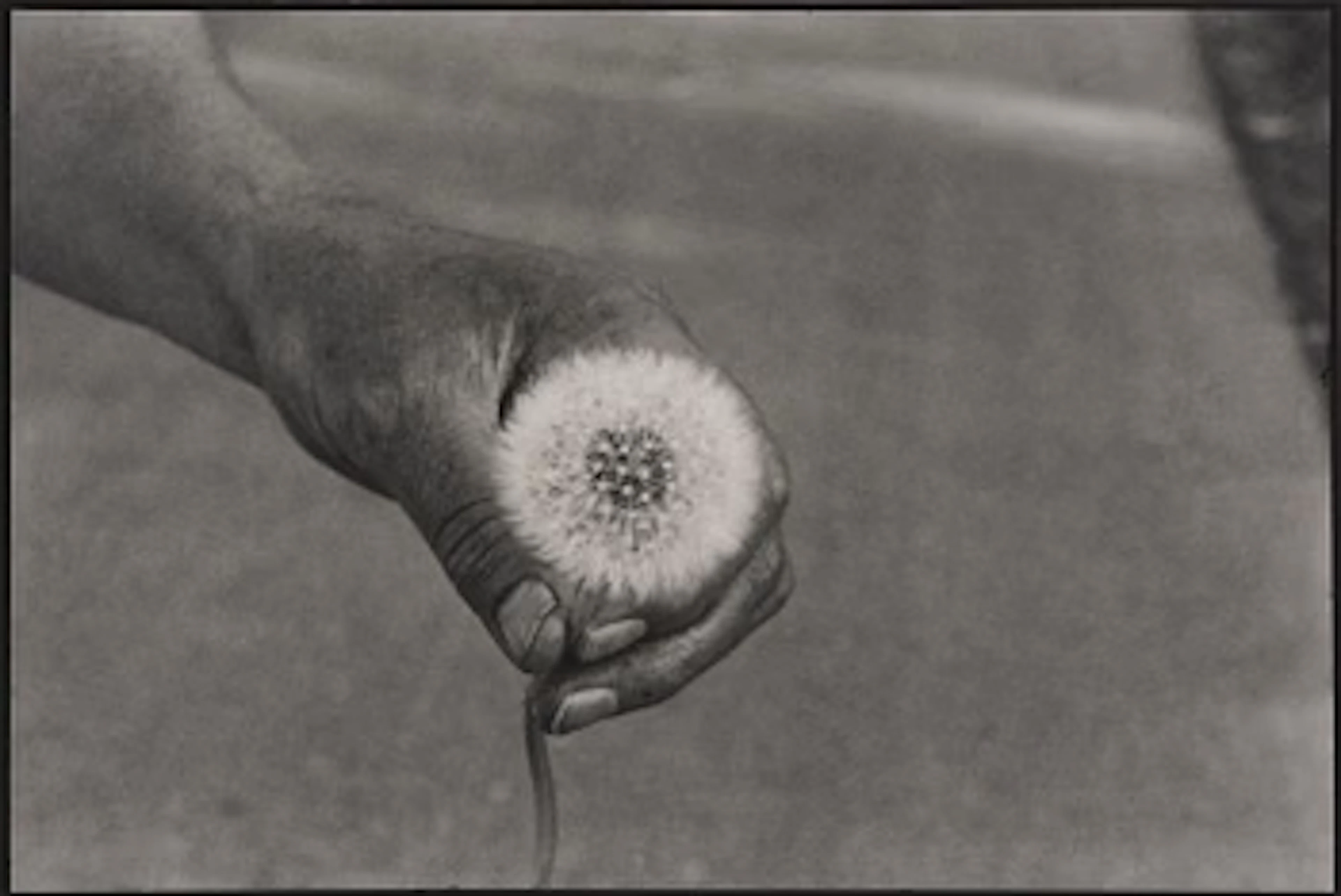 Cecilia Edefalk, "Dandelion", 2014.