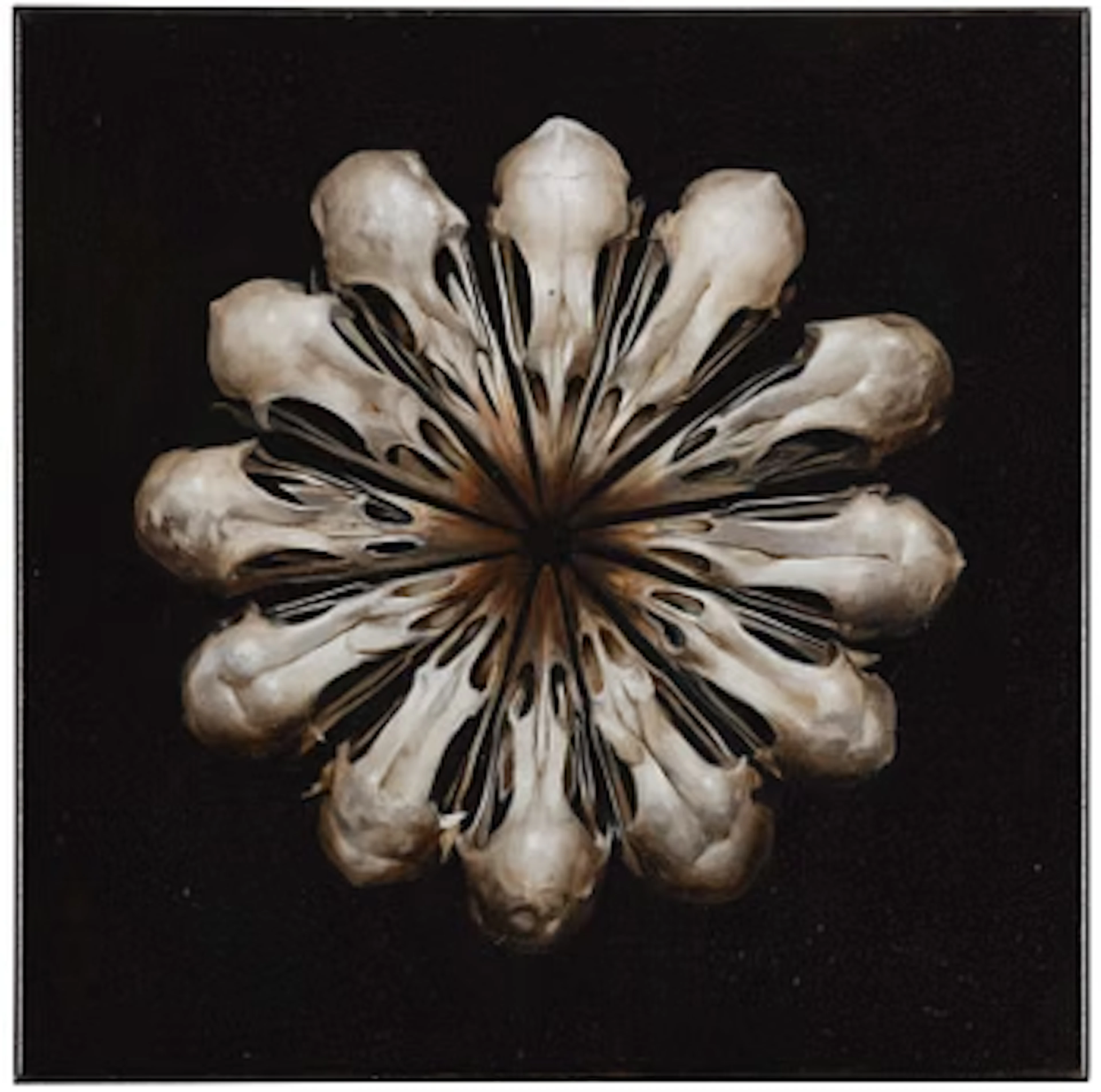 Markus Åkesson, "The Oracle Bones (Hen Wheel)".