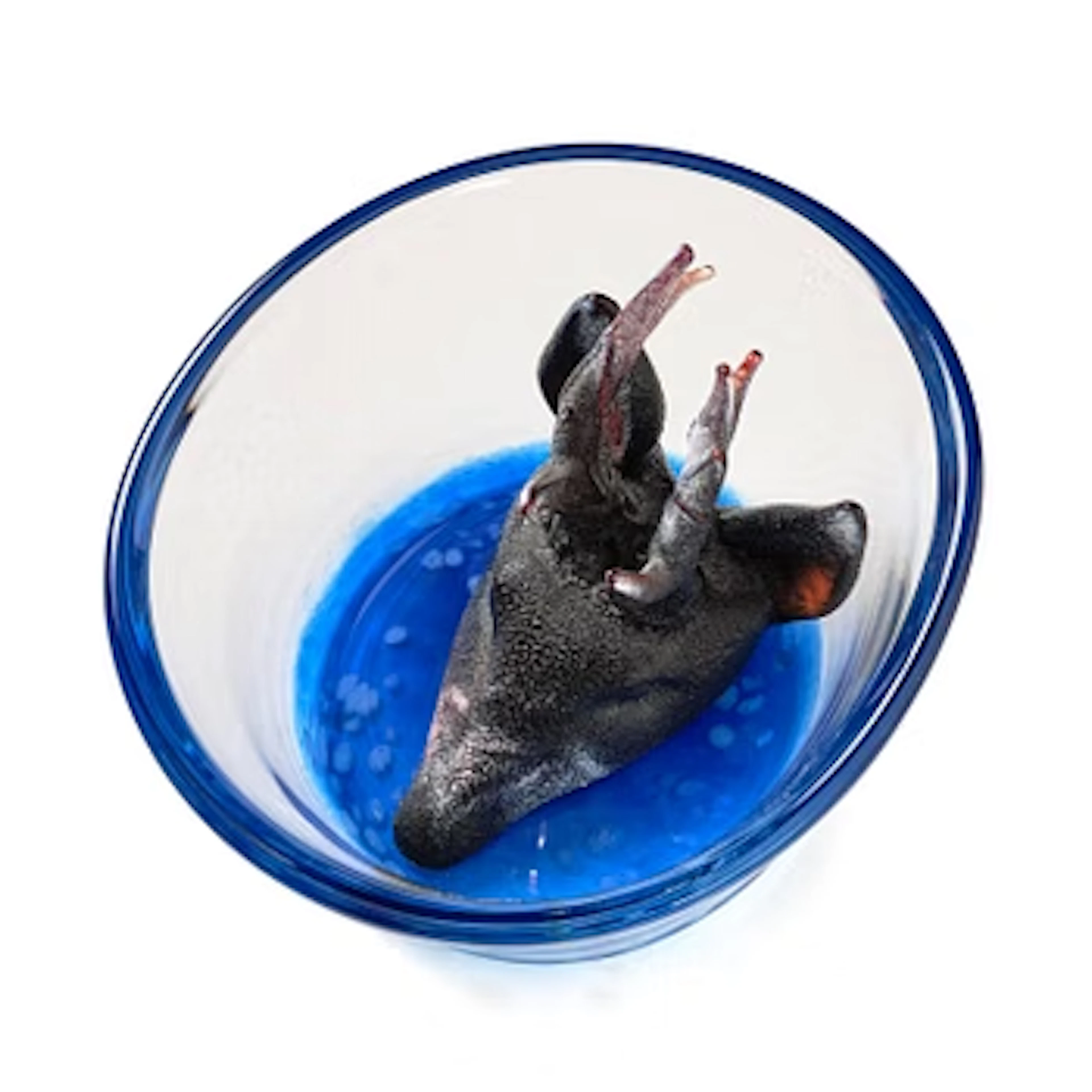Ernst Billgren, “Swimming Deer”, a glass sculpture, Kosta Boda, ed. 26/30.