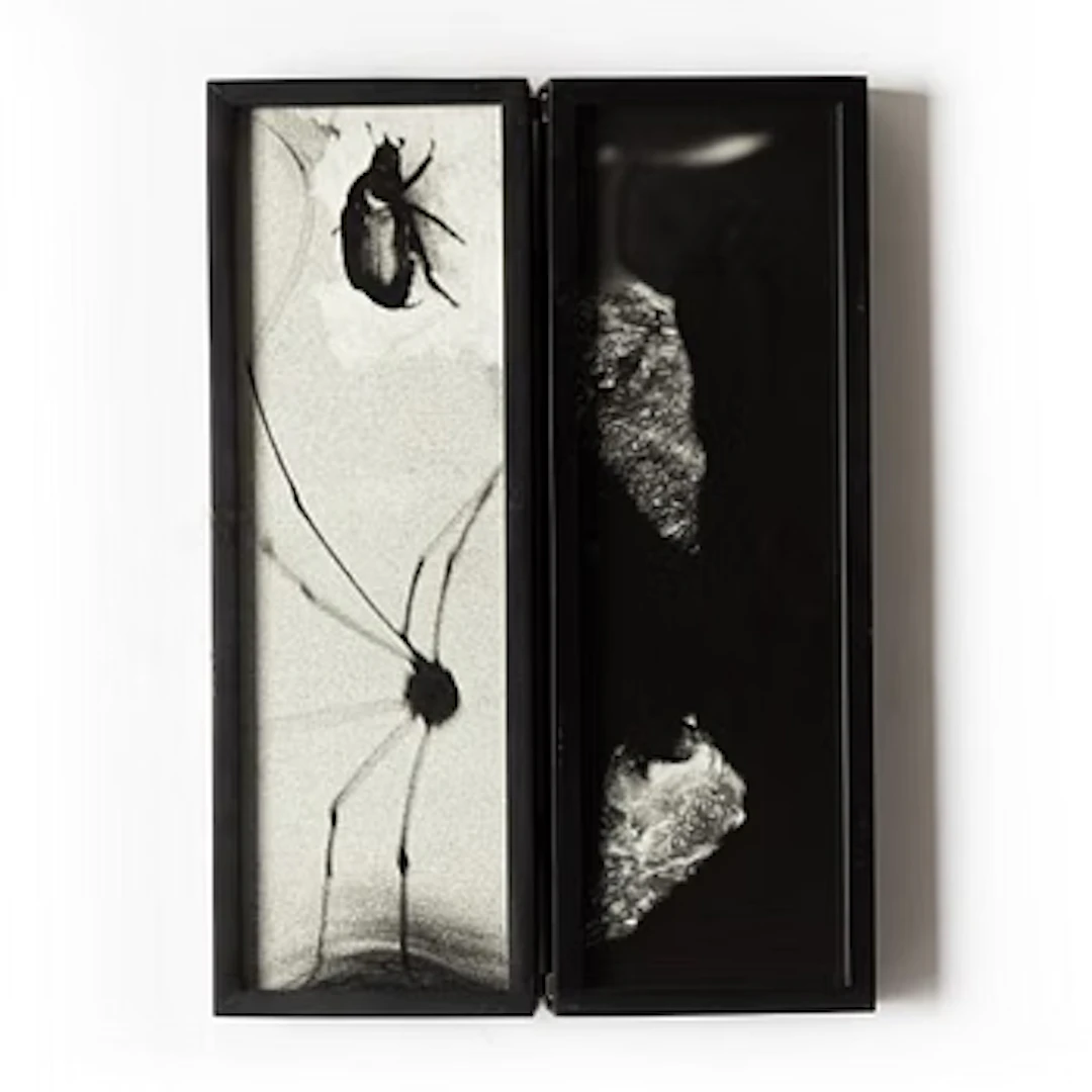 Hope Sandrow, "Spider Beetle", 1989.