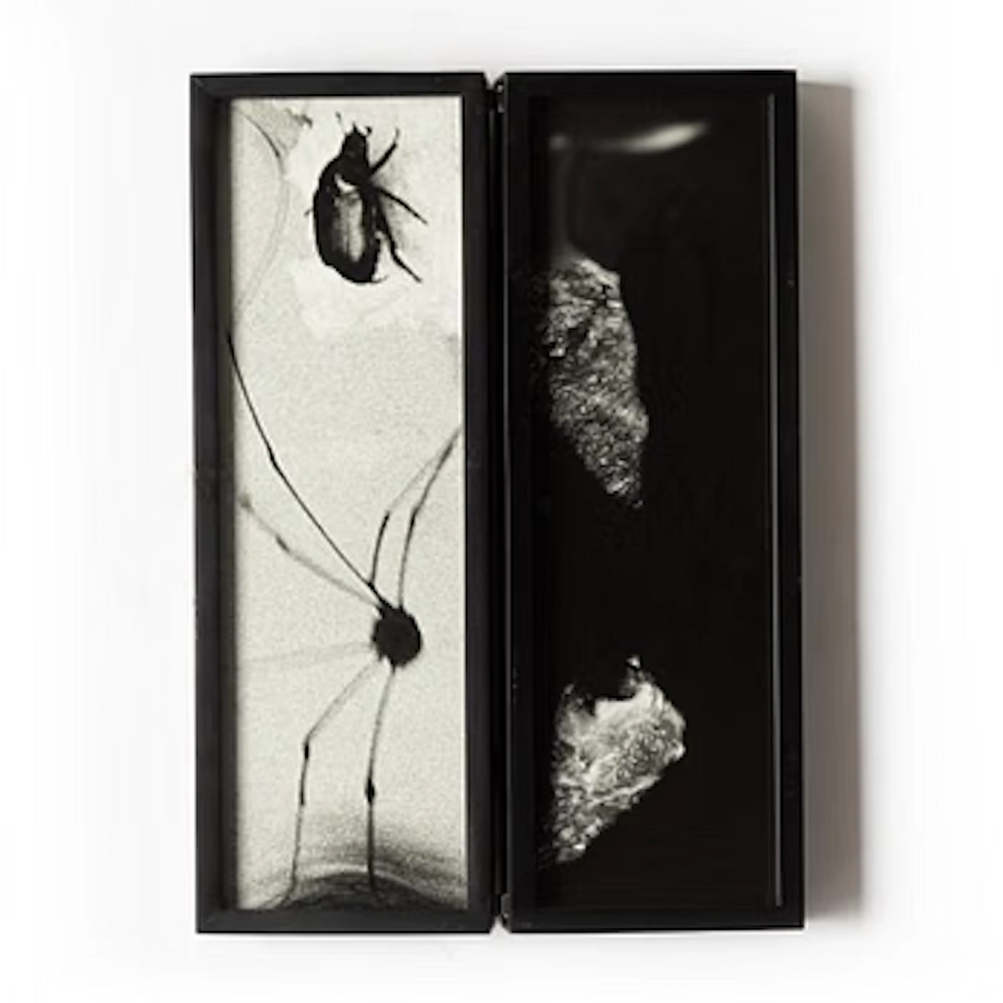 Hope Sandrow, "Spider Beetle", 1989.