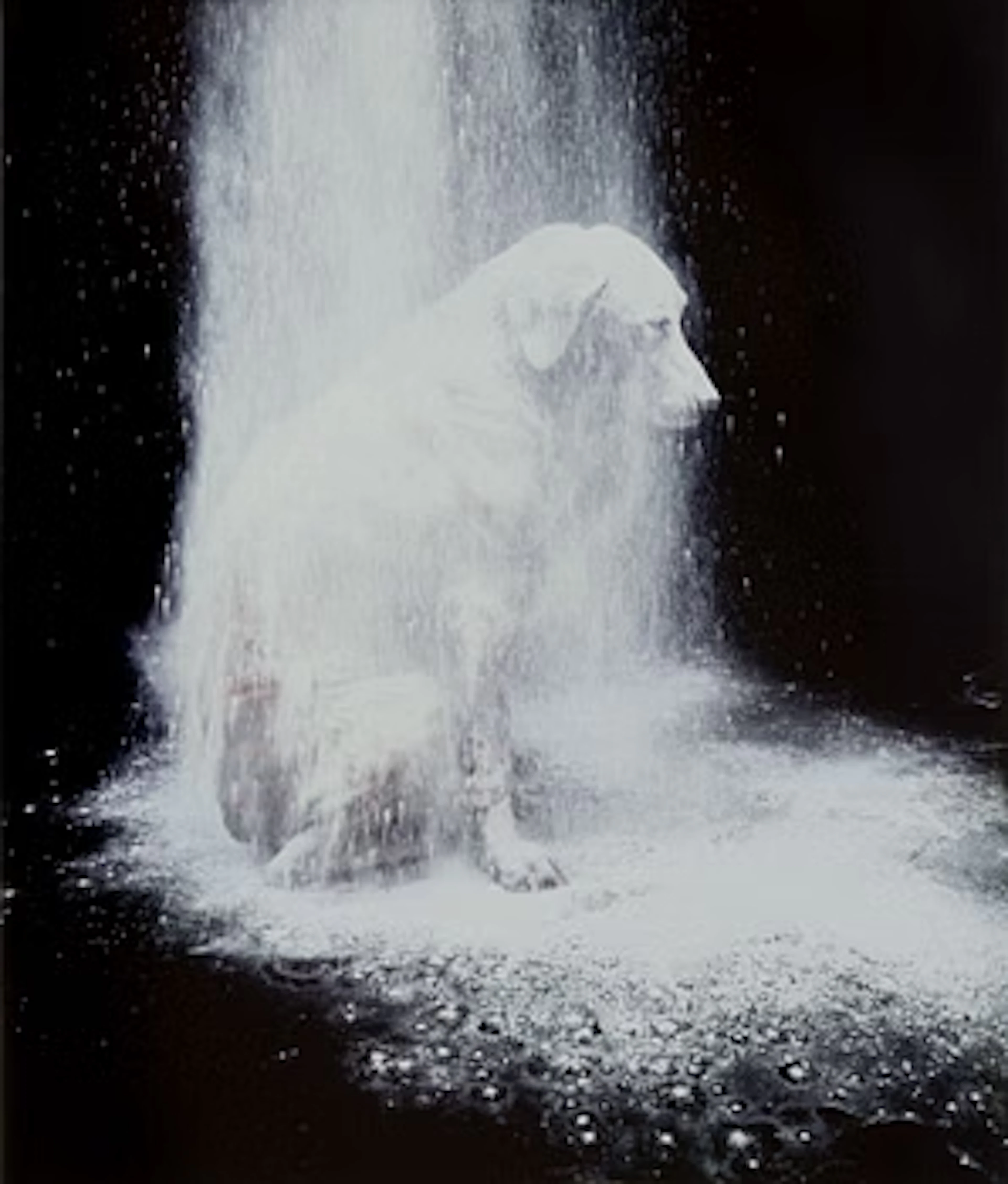 William Wegman, "Dusted".