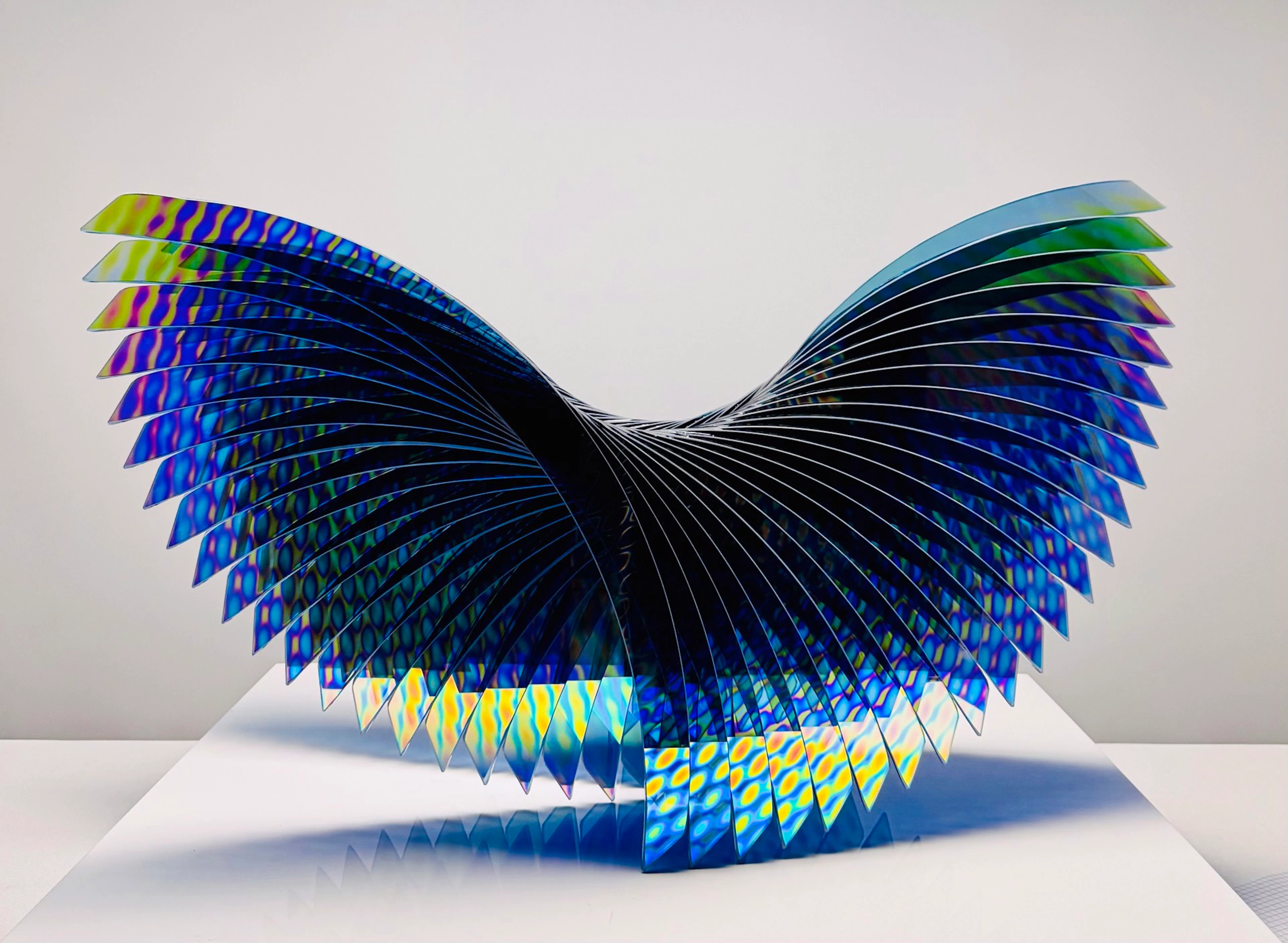 Peacock - Pacifica - Tom Marosz