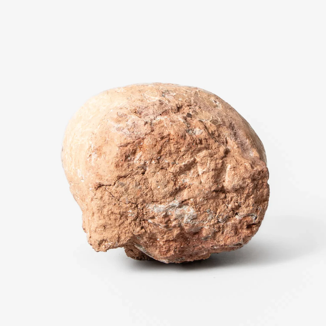 DINOSAURIEÄGG