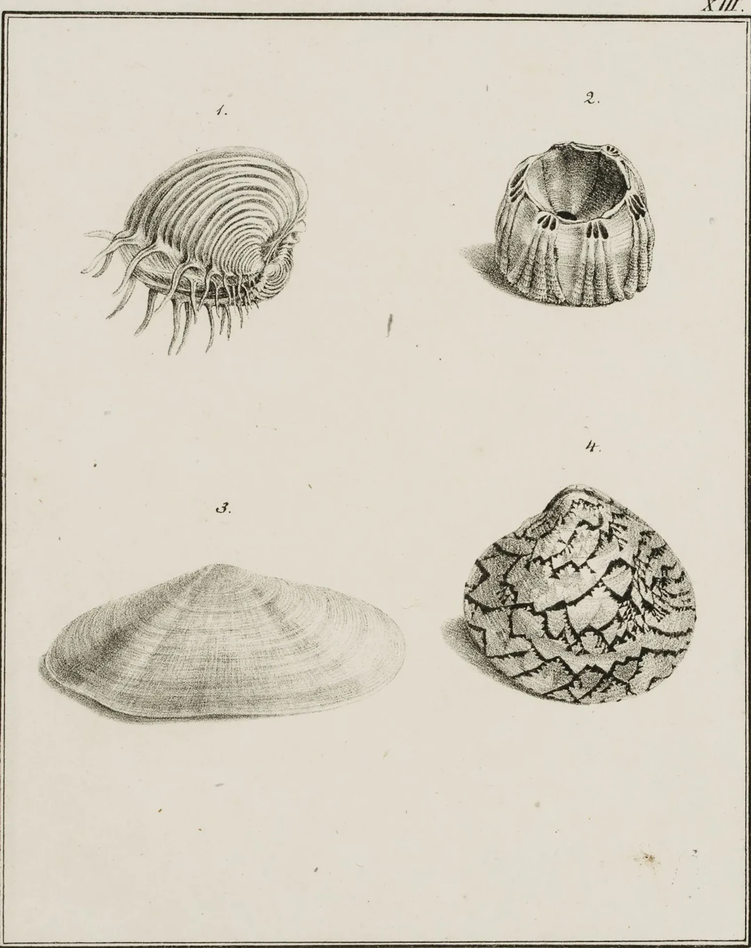 JUNGERMAN (19th century), Cockle, sea tulip, lugworm, Lithograph Jungerman