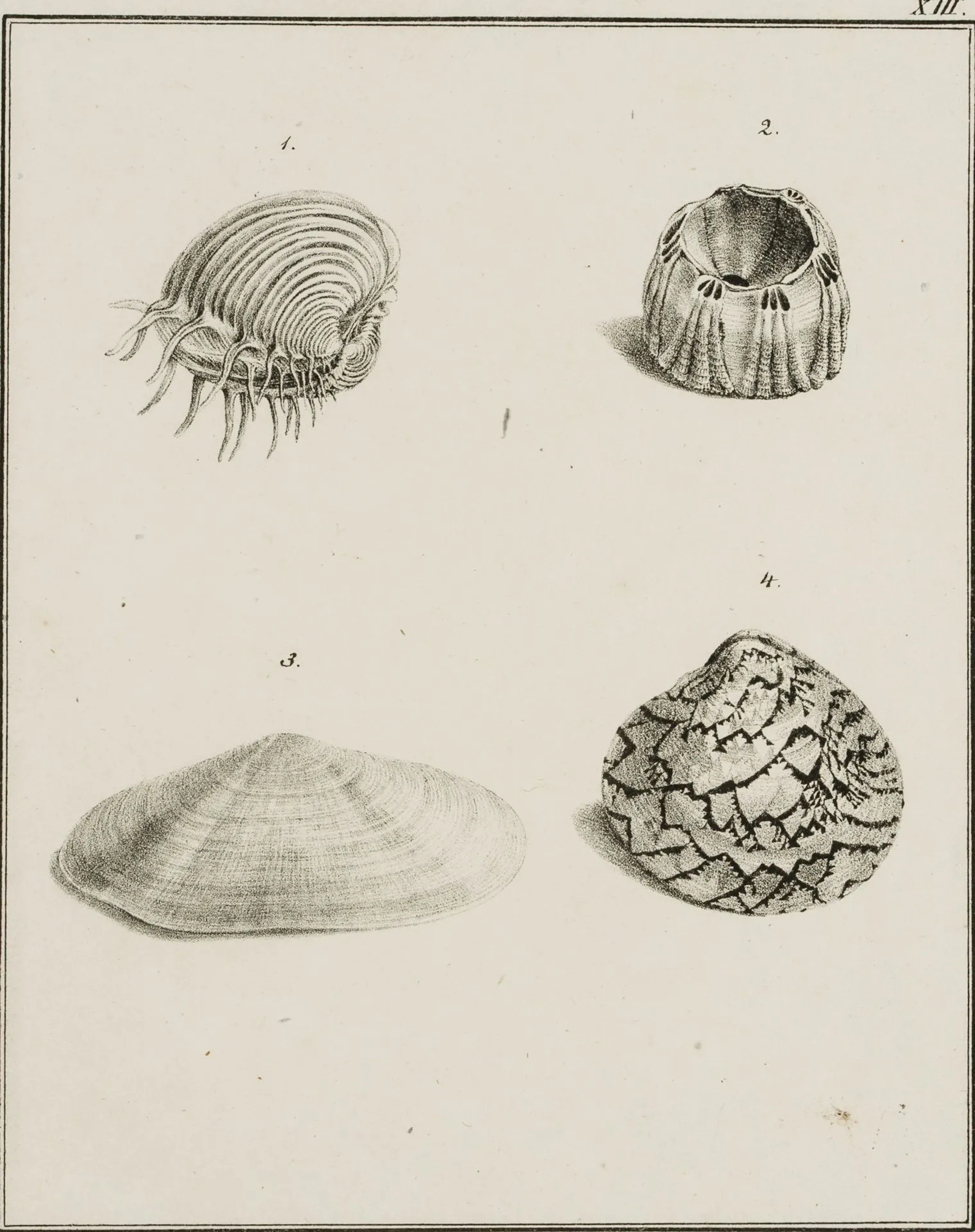 JUNGERMAN (19th century), Cockle, sea tulip, lugworm, Lithograph Jungerman