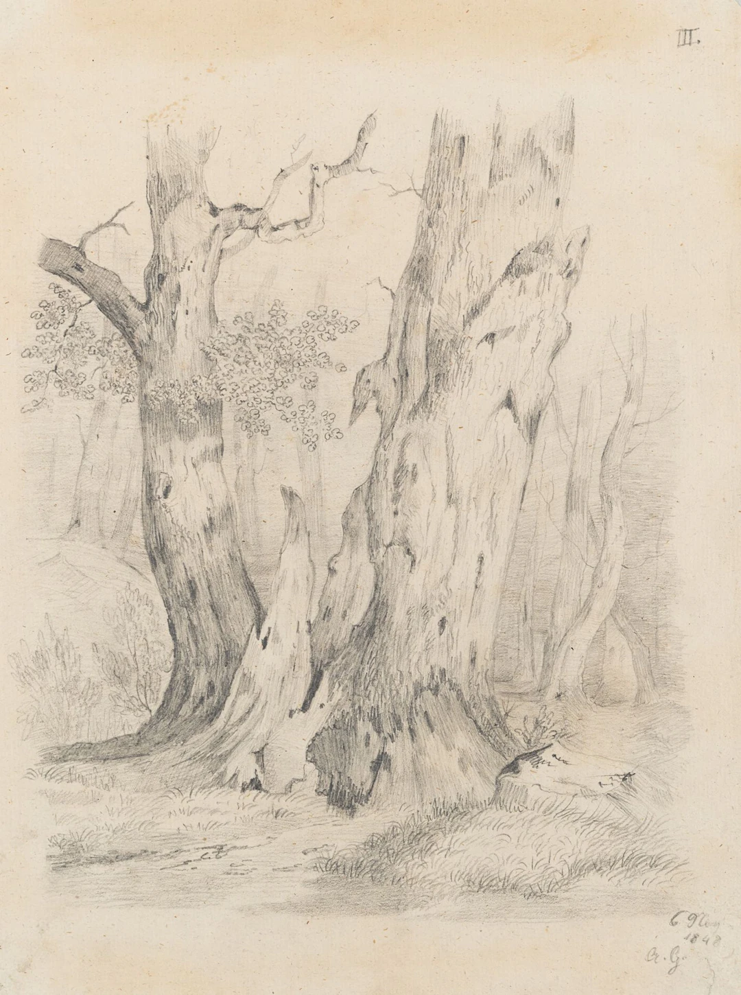Unknown (19th century), A Pair of Trees with a Dead Tree, 1848, Pencil