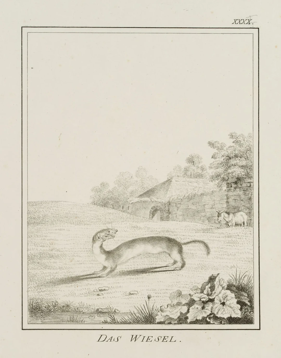 JUNGERMAN (19th), The Weasel, the Marten, Lithograph Jungerman (19th