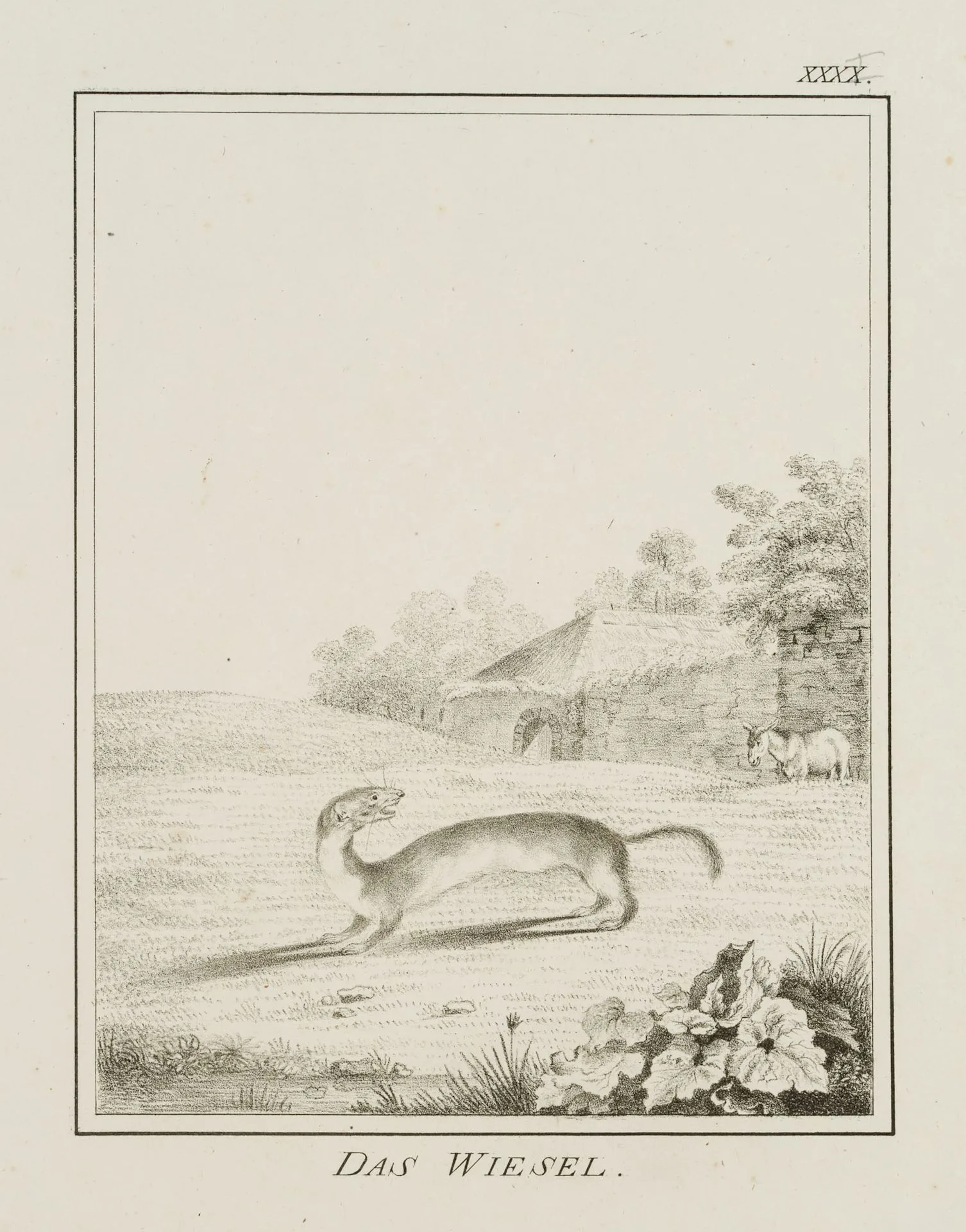 JUNGERMAN (19th), The Weasel, the Marten, Lithograph Jungerman (19th