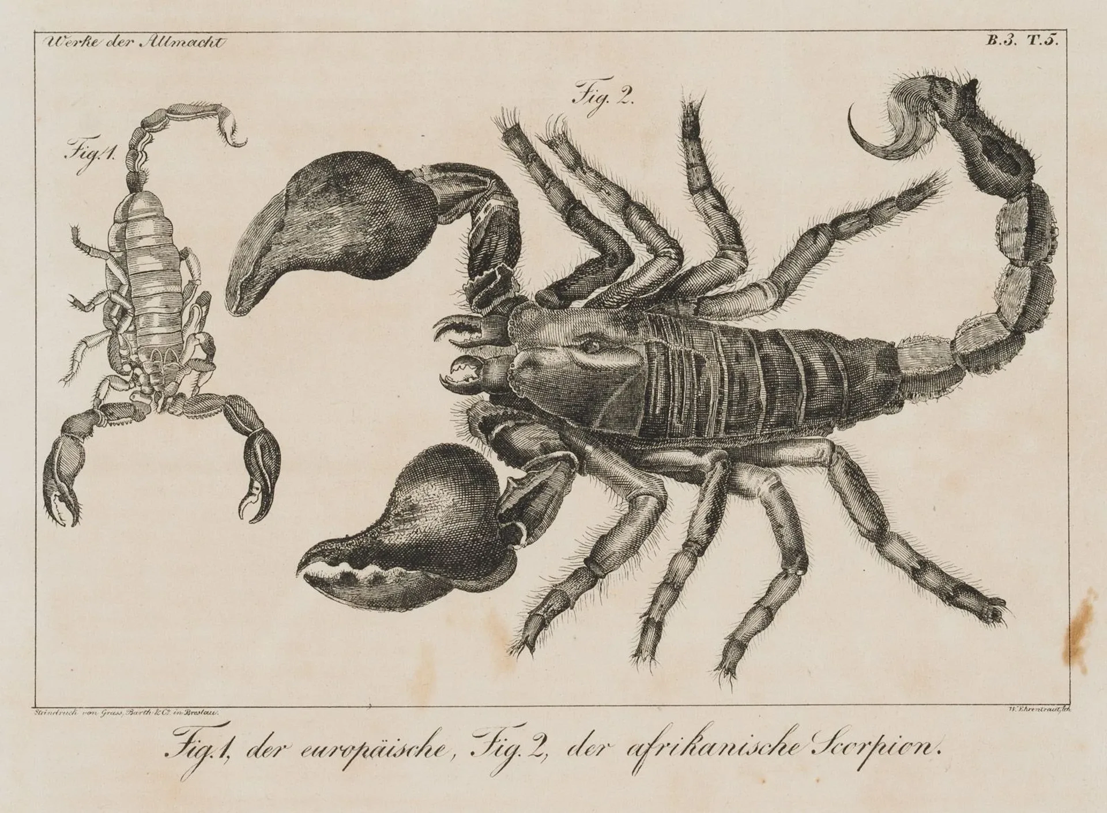 W. EHRENTRAUT (19th), Scorpions, from: Works of Omnipotence, 1828