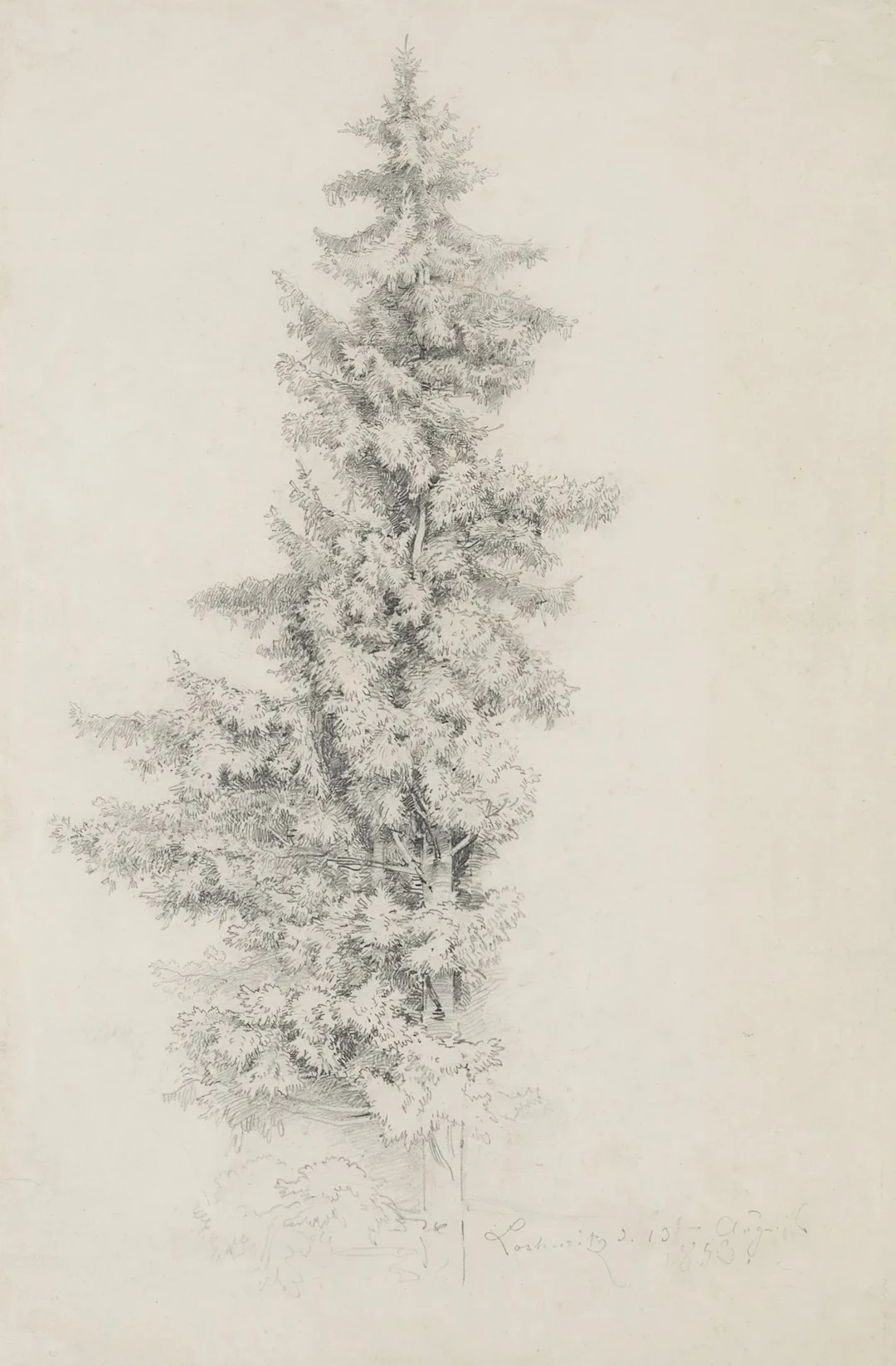 L. RICHTER (1803–1884), Fir Tree in Loschwitzer Grund, 1853, Pencil