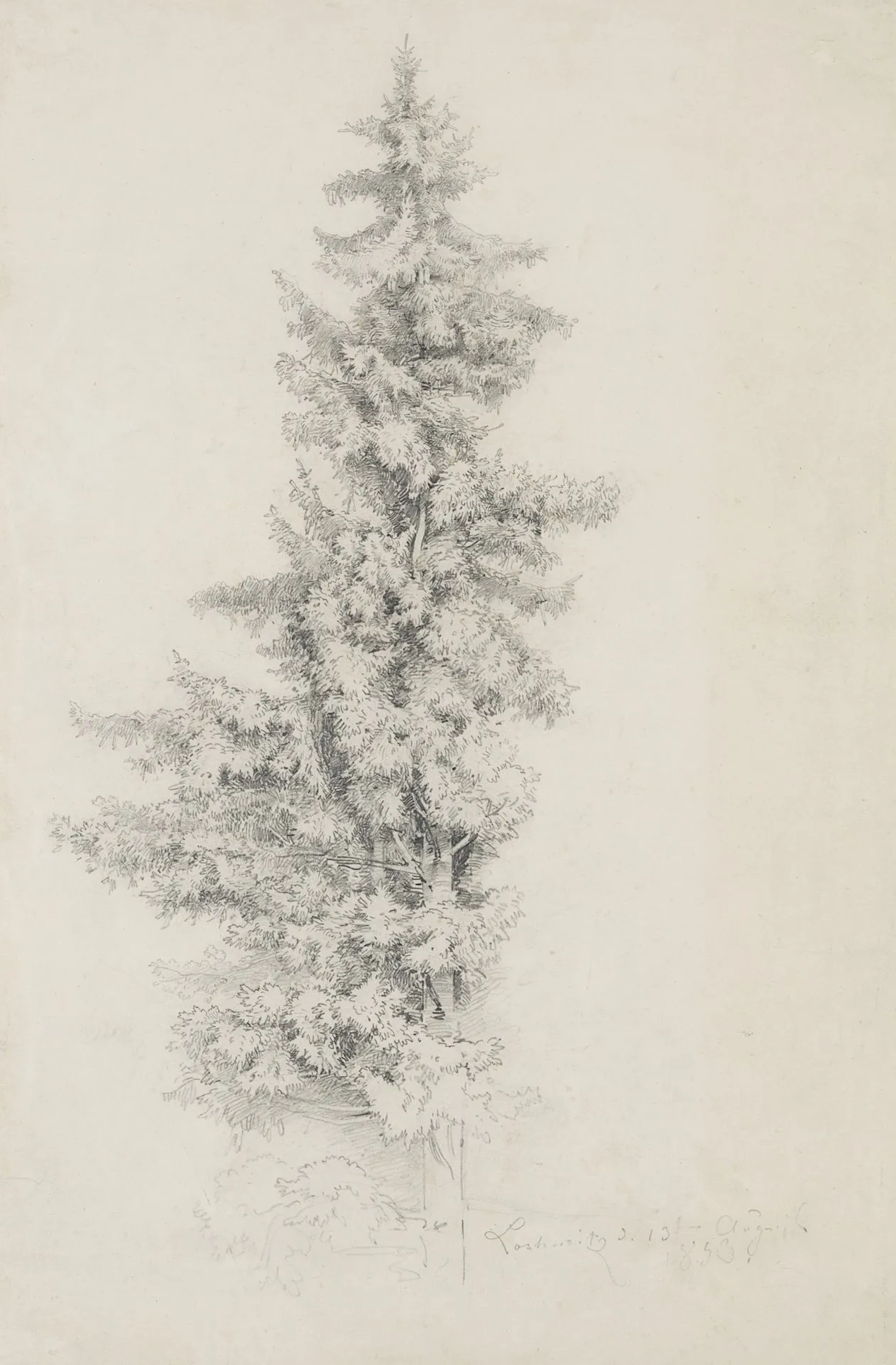 L. RICHTER (1803–1884), Fir Tree in Loschwitzer Grund, 1853, Pencil