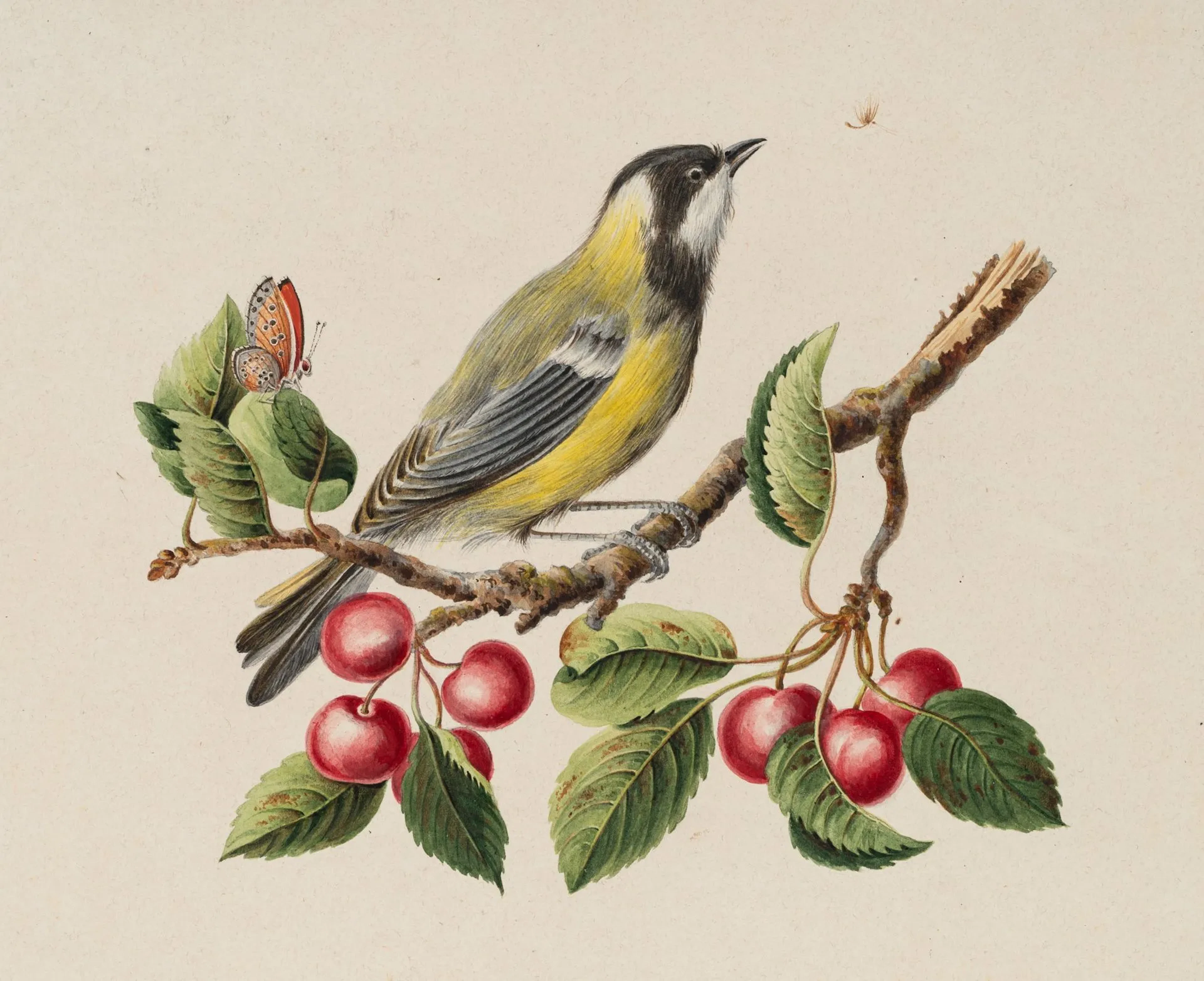 D. KÖLLIKER (1807–1875), Great Tit on a Branch of Cherry Trees, c.