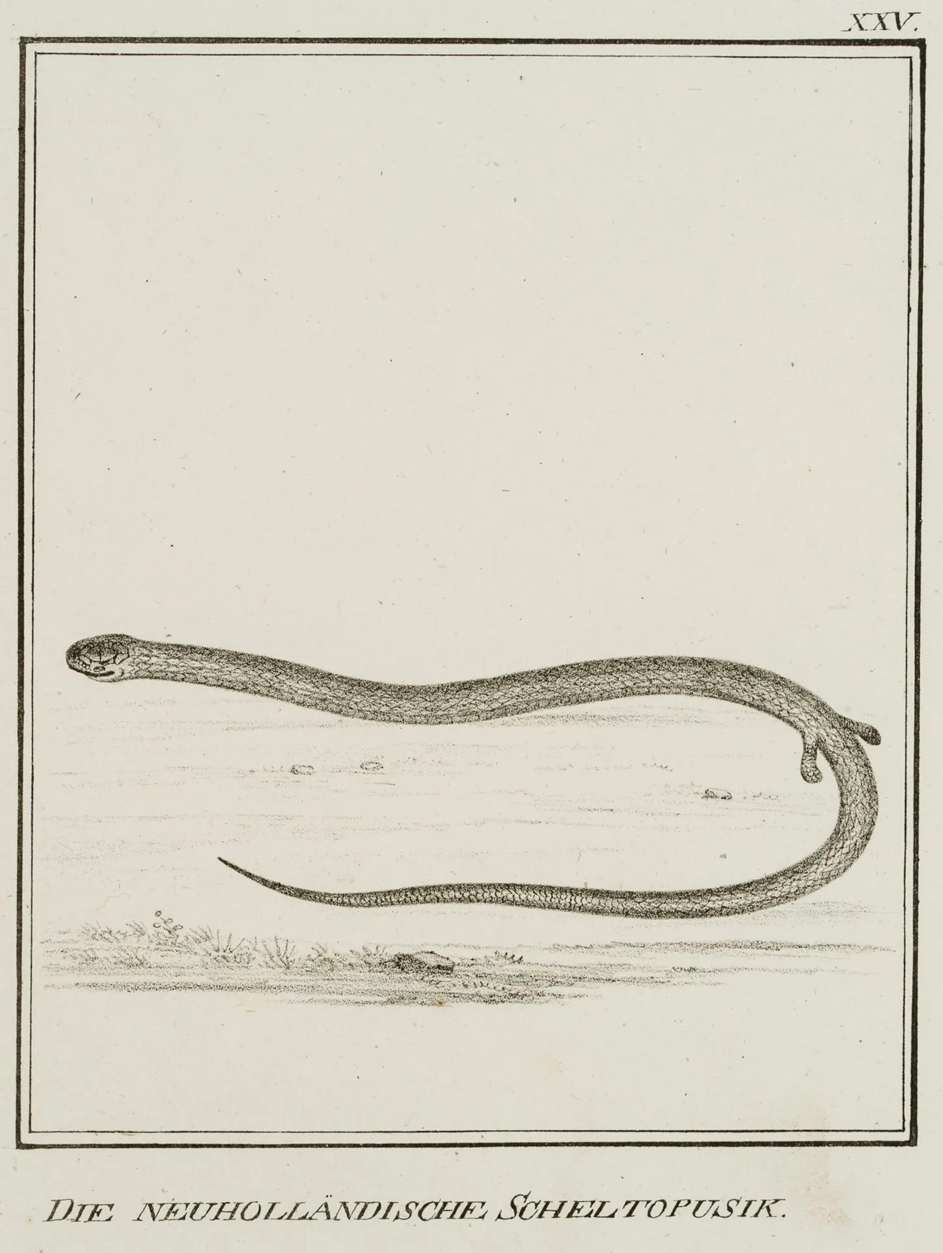 JUNGERMAN (19th), New Dutch Scheltopusik, lizards, Lithography Jungerman