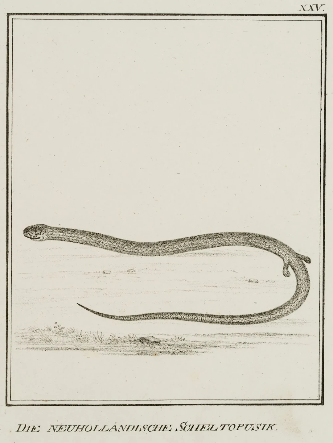 JUNGERMAN (19th), New Dutch Scheltopusik, lizards, Lithography Jungerman