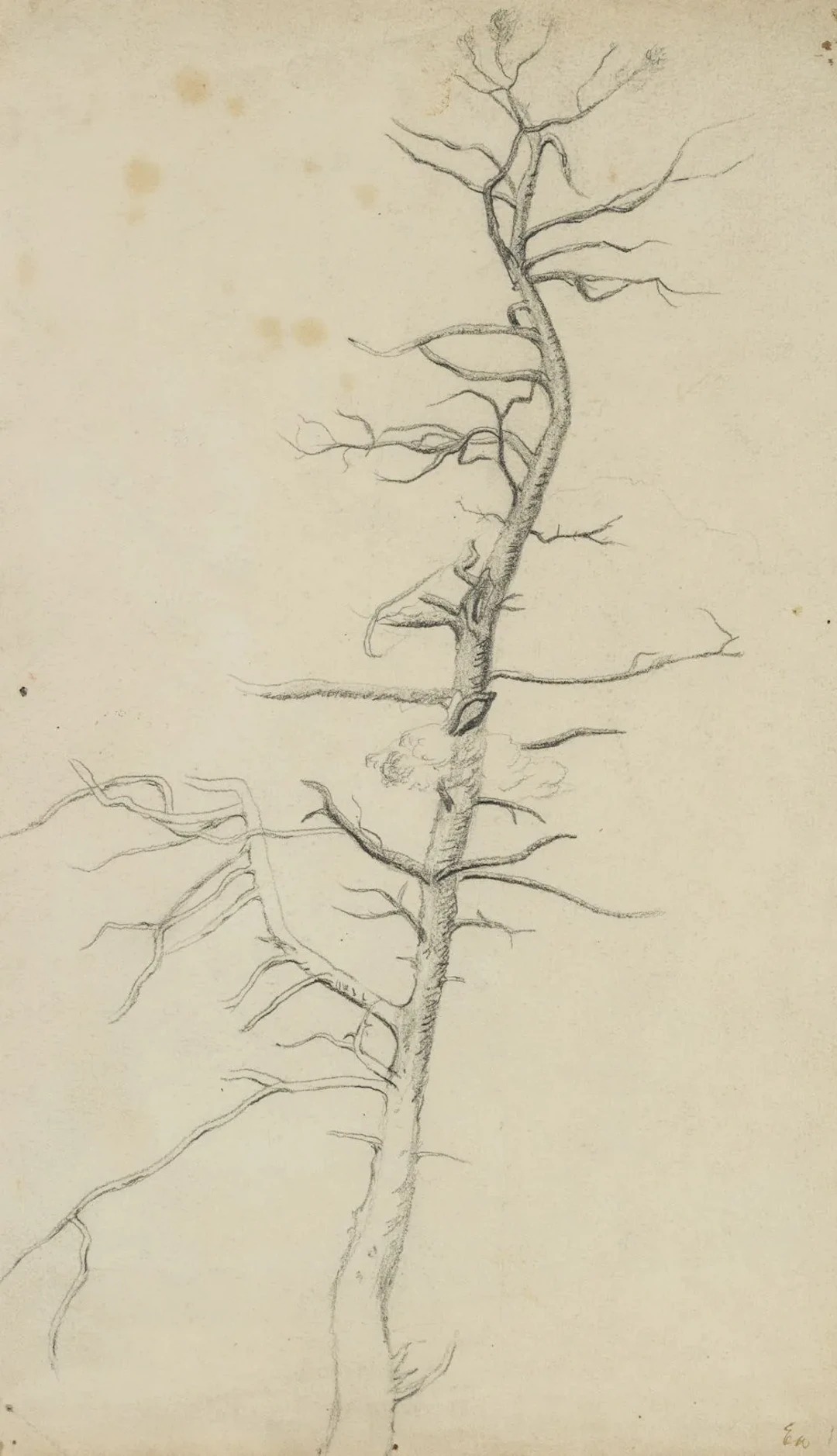 Unknown (20th), Karger Tree, Nature Study, Denmark, 1917, Pencil Unknown