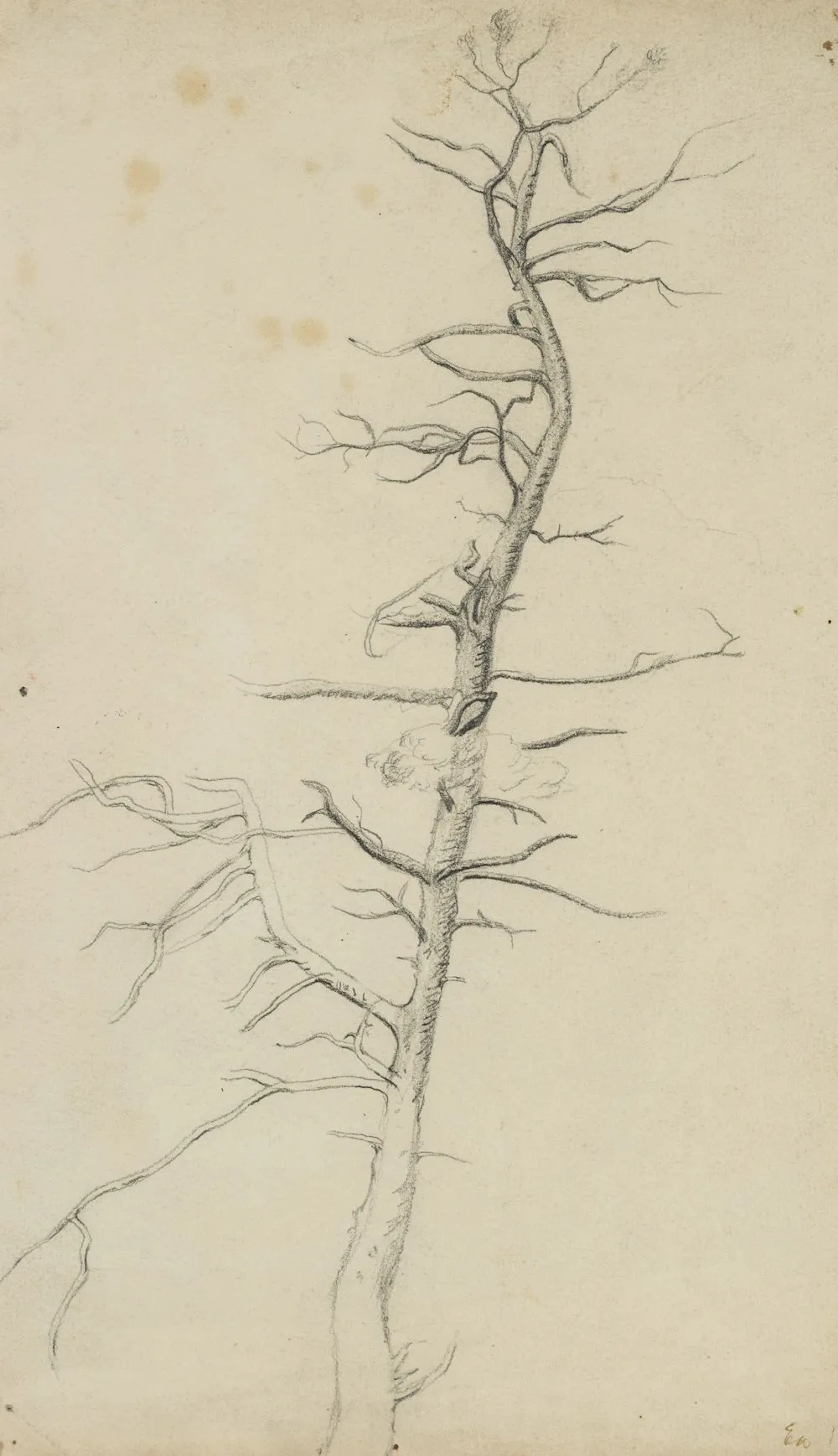 Unknown (20th), Karger Tree, Nature Study, Denmark, 1917, Pencil Unknown