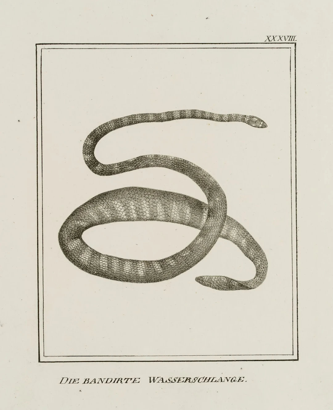 JUNGERMAN (19th), The banded water snake, Lithograph Jungerman (19th