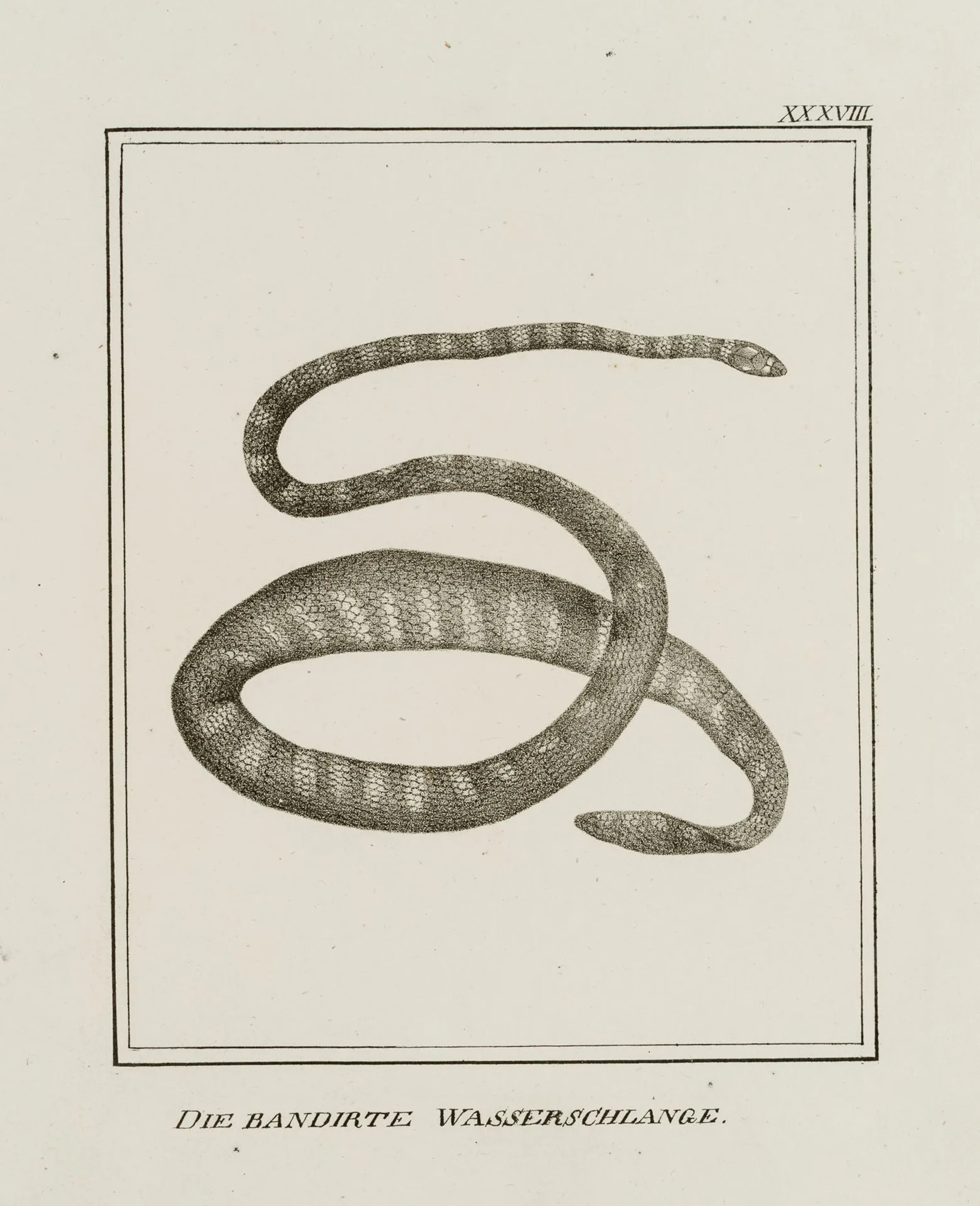 JUNGERMAN (19th), The banded water snake, Lithograph Jungerman (19th