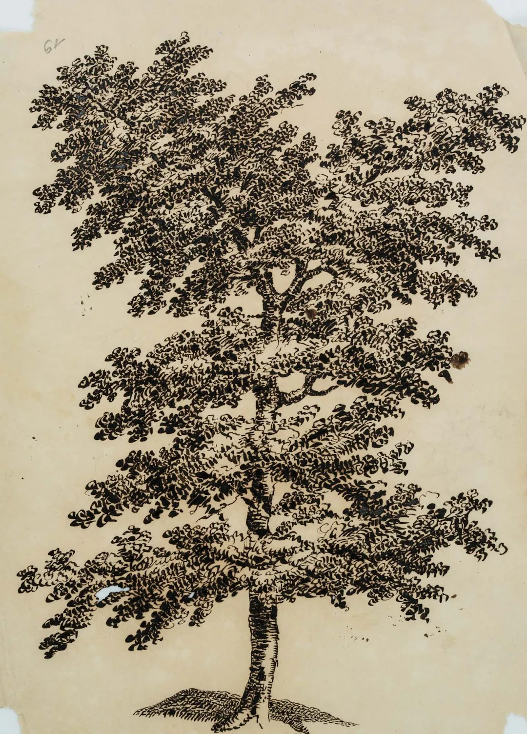 C. GRAIMBERG (*1774), Portrait of a deciduous tree, probably an oak