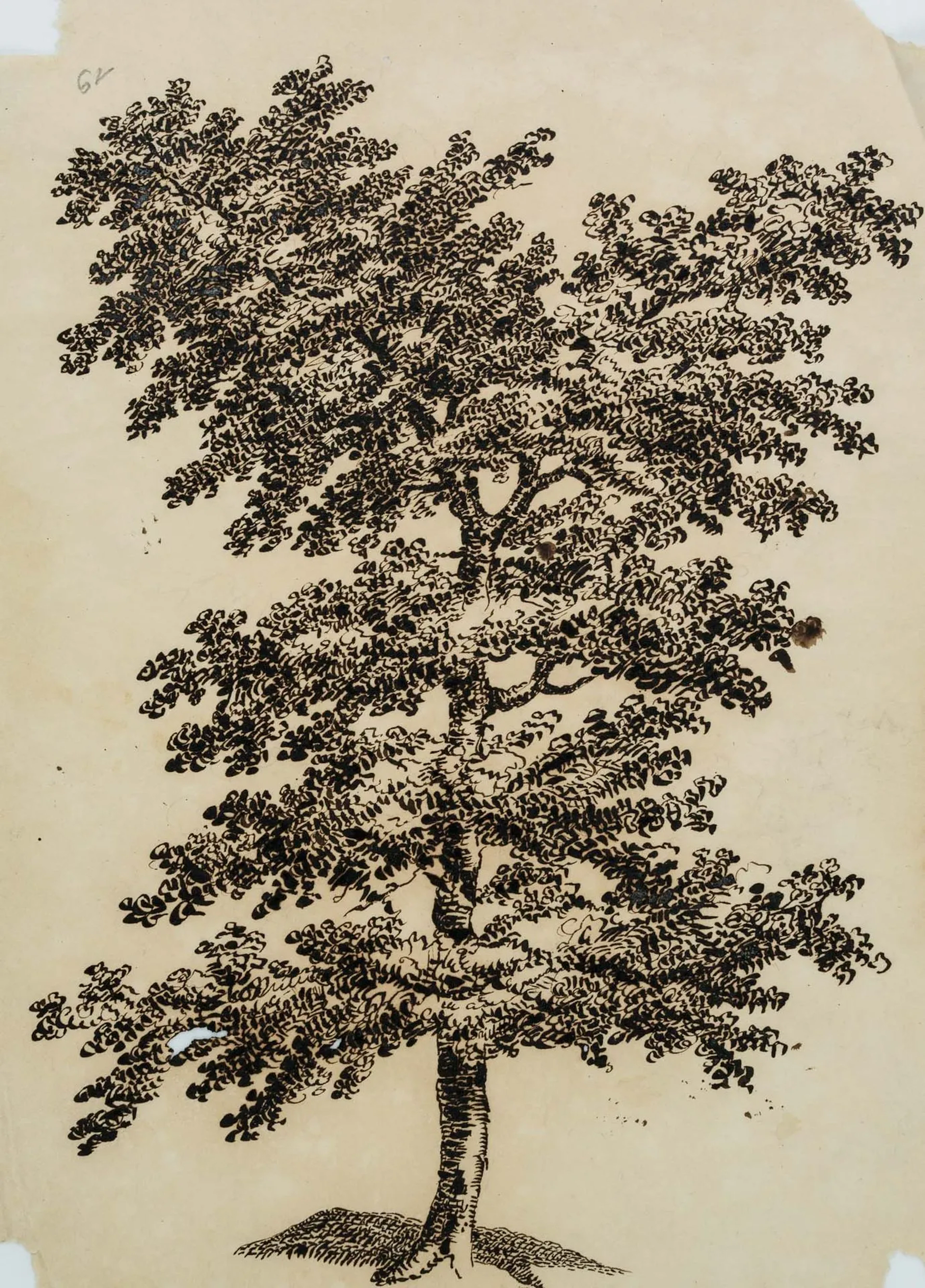 C. GRAIMBERG (*1774), Portrait of a deciduous tree, probably an oak