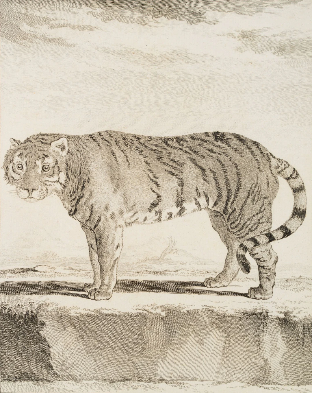 J. BAQUOY (*1721) after SÈVE (*1742), A zoological depiction of a
