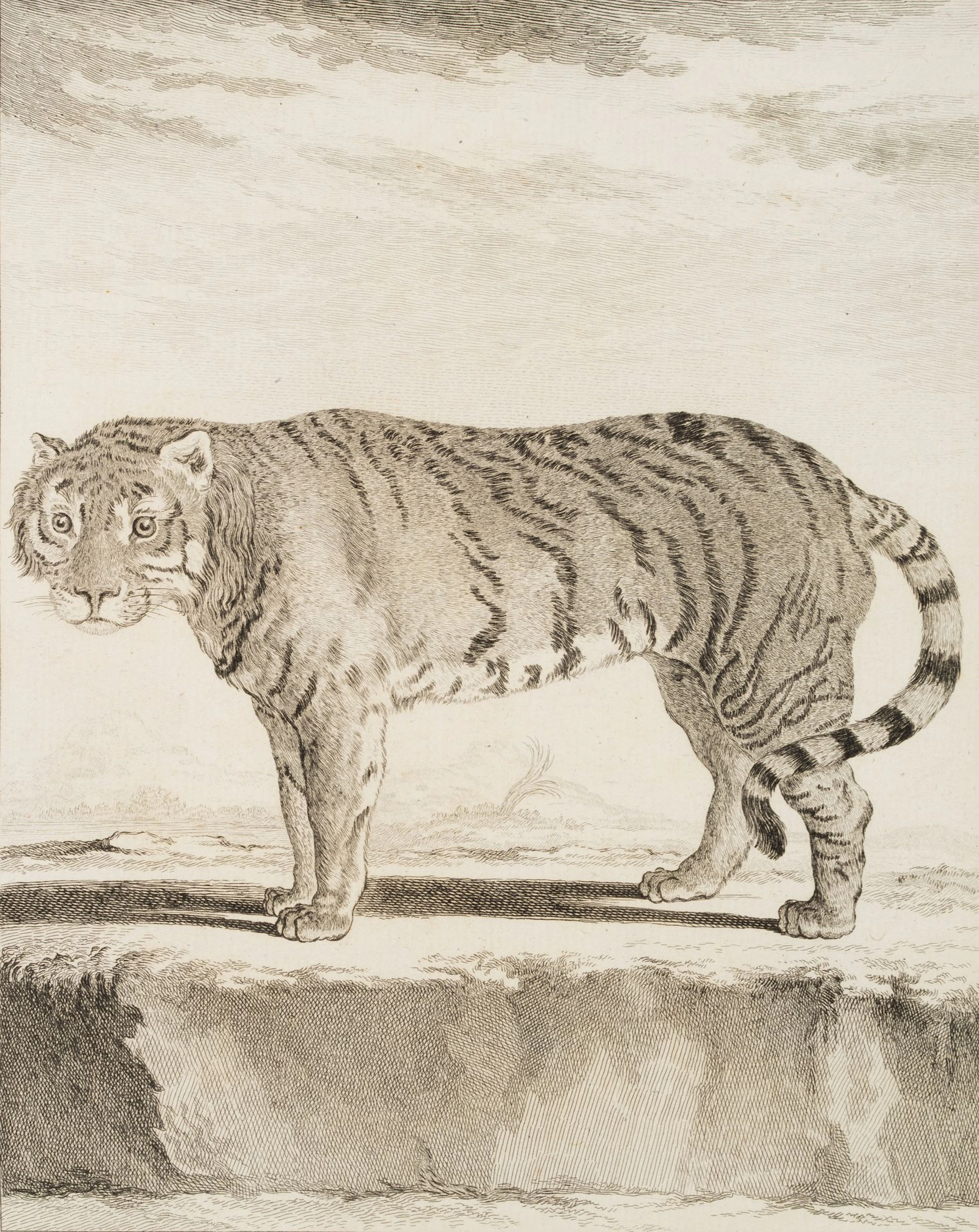 J. BAQUOY (*1721) after SÈVE (*1742), A zoological depiction of a