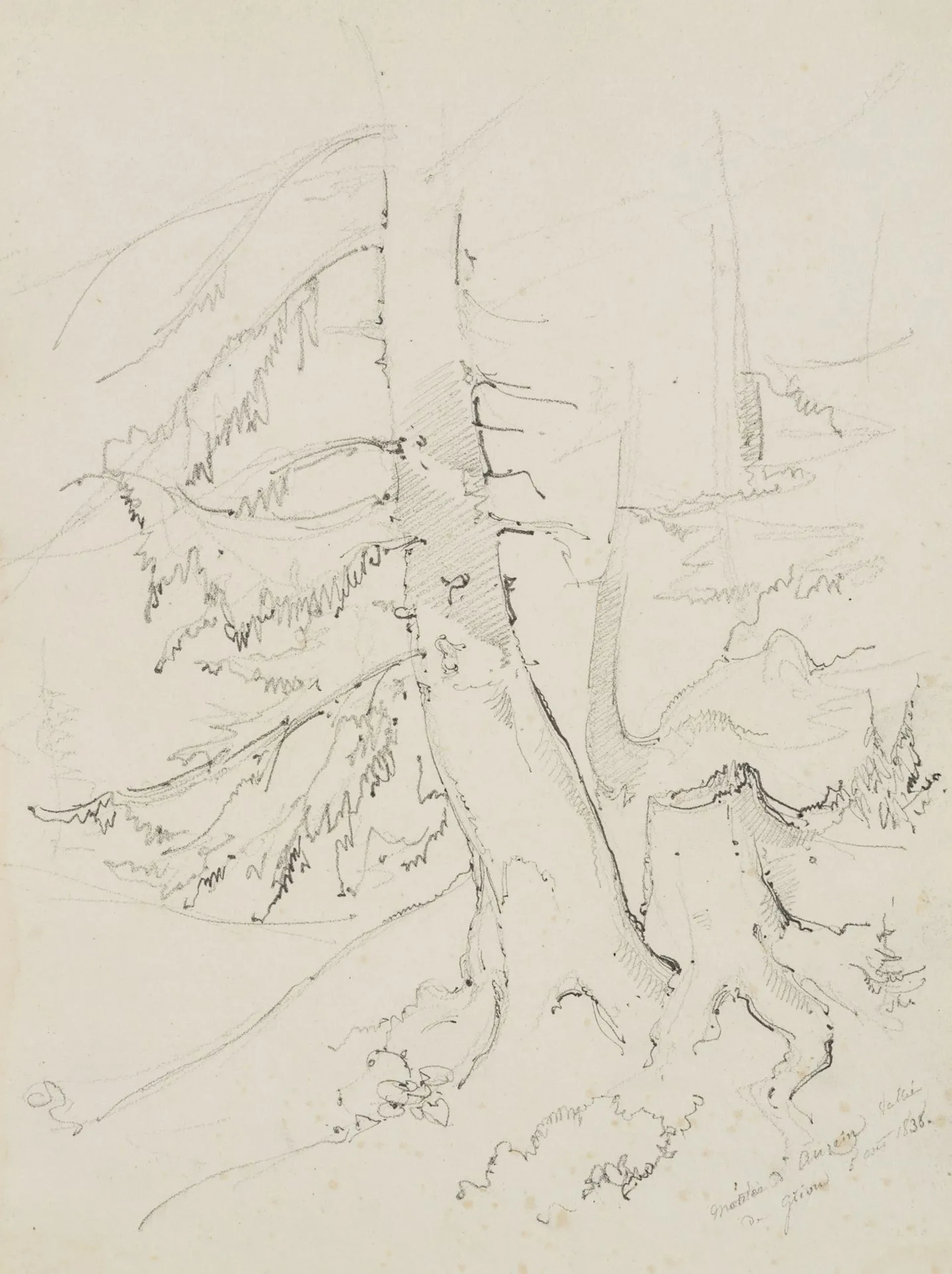E. BRETENIÈRES (*1804), Tree near Les Diablerets, Gryon, Switzerland