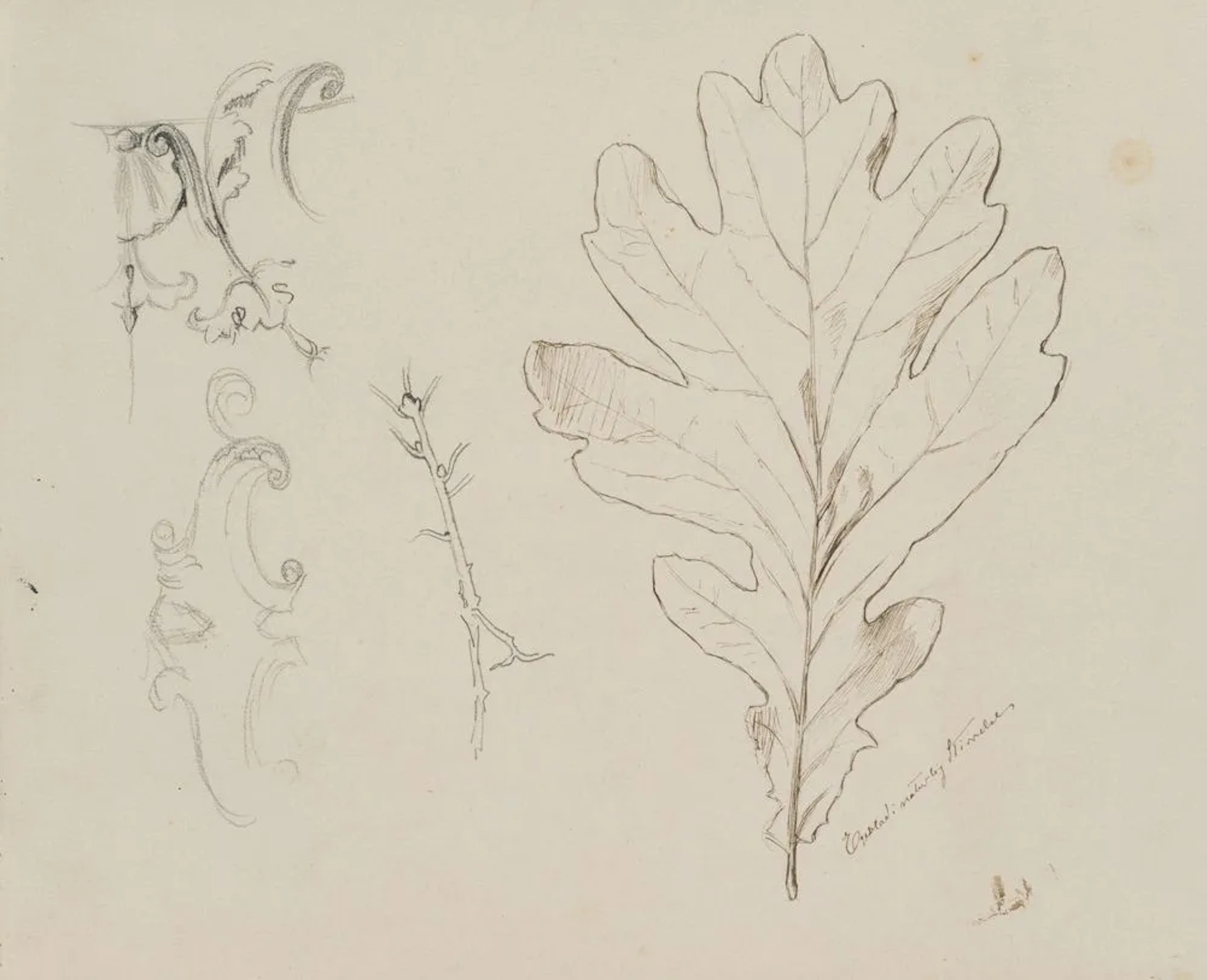 E. RONDAHL (1858-1914), Study of an oak leaf, around 1880, Pen drawing