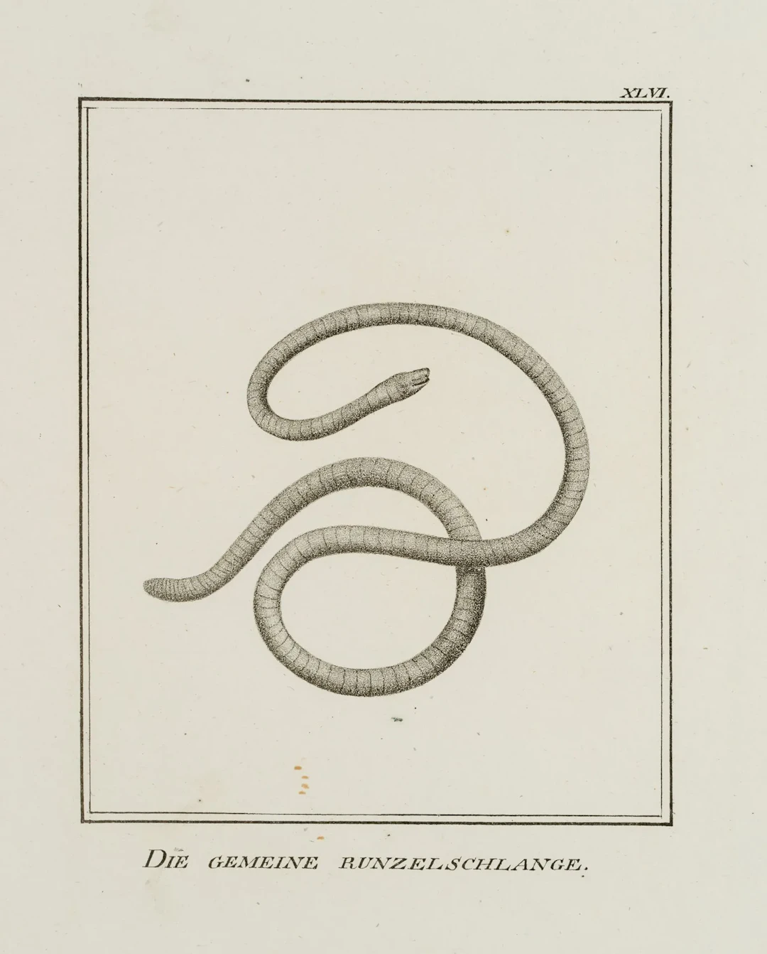 JUNGERMAN (19th), The Common Wrinkled Snake, Lithograph Jungerman
