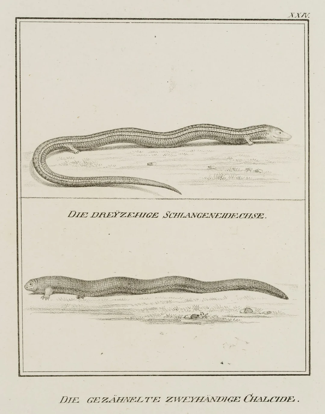 JUNGERMAN (19th), The three-toed snake lizard, Lithograph Jungerman