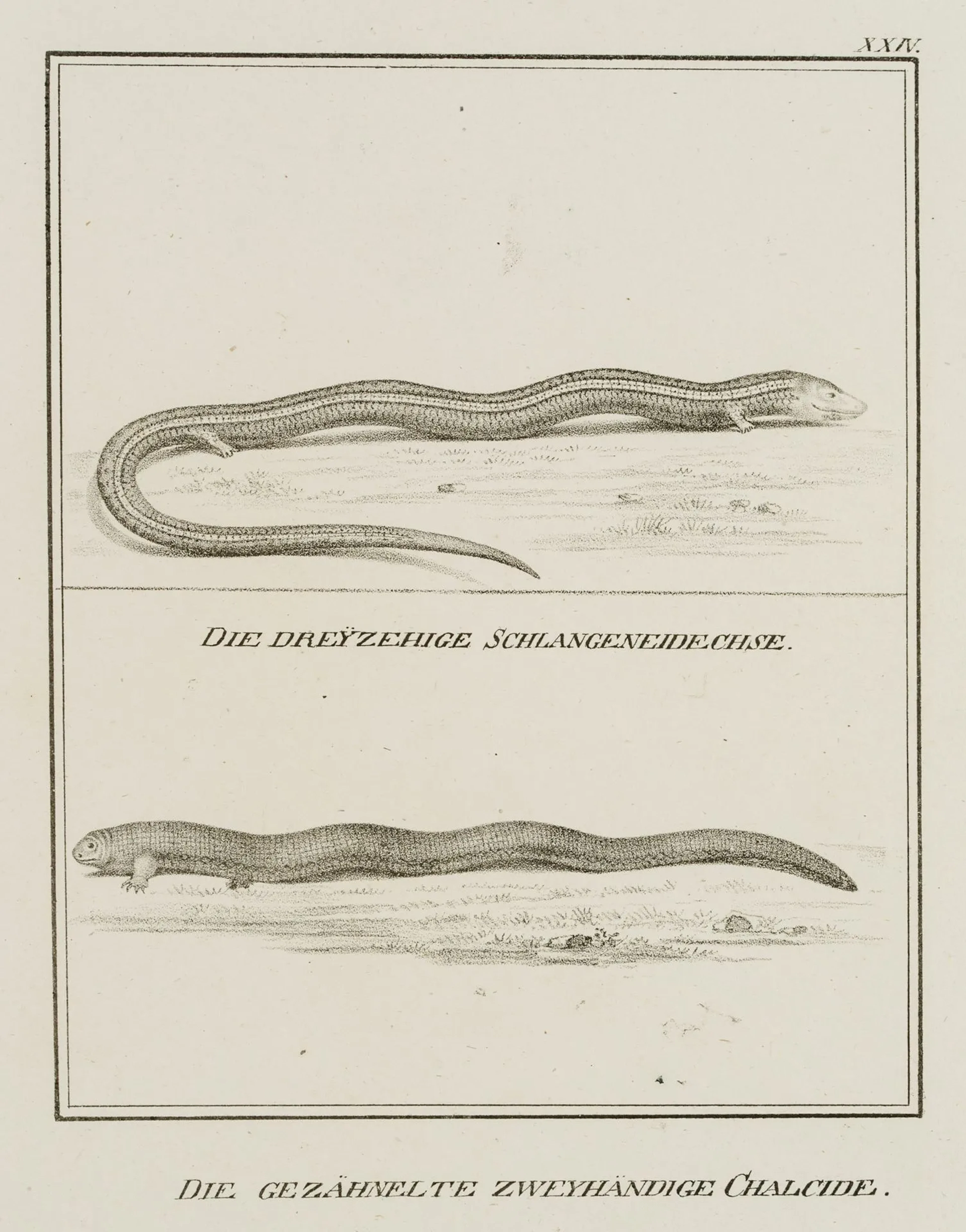 JUNGERMAN (19th), The three-toed snake lizard, Lithograph Jungerman