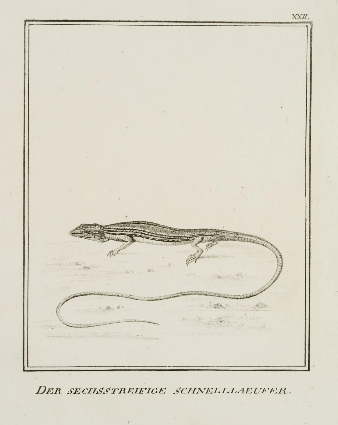 JUNGERMAN (19th), Six-striped sprinters, lizards, Lithography Jungerman