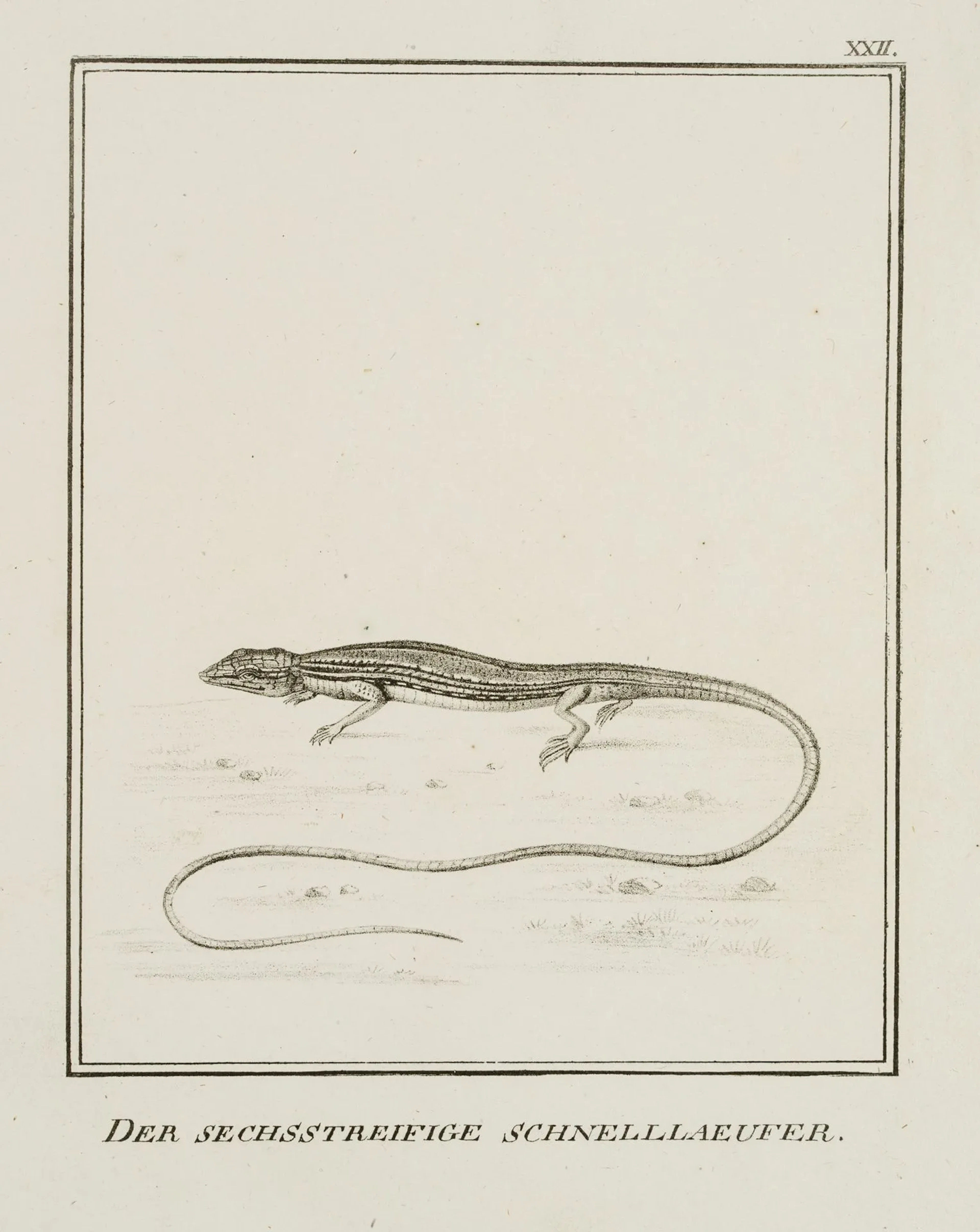 JUNGERMAN (19th), Six-striped sprinters, lizards, Lithography Jungerman