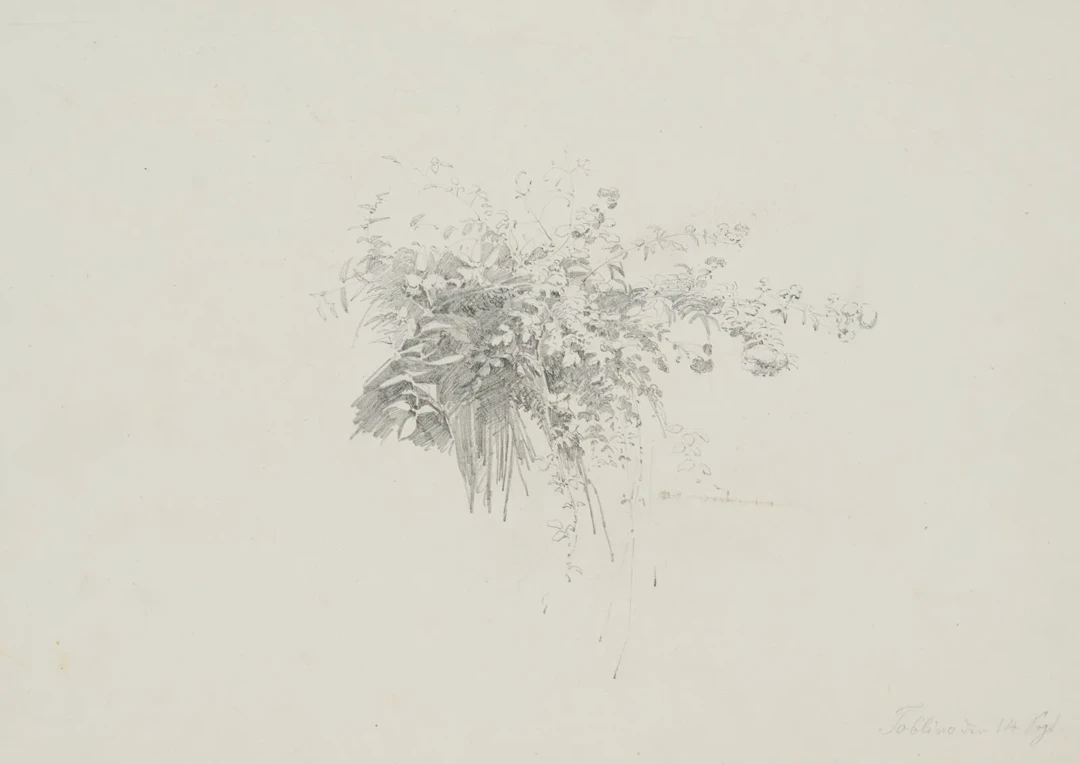T. WEBER (1813–1875), A Study of Plants with Tendrils, ca. 1850, Pencil