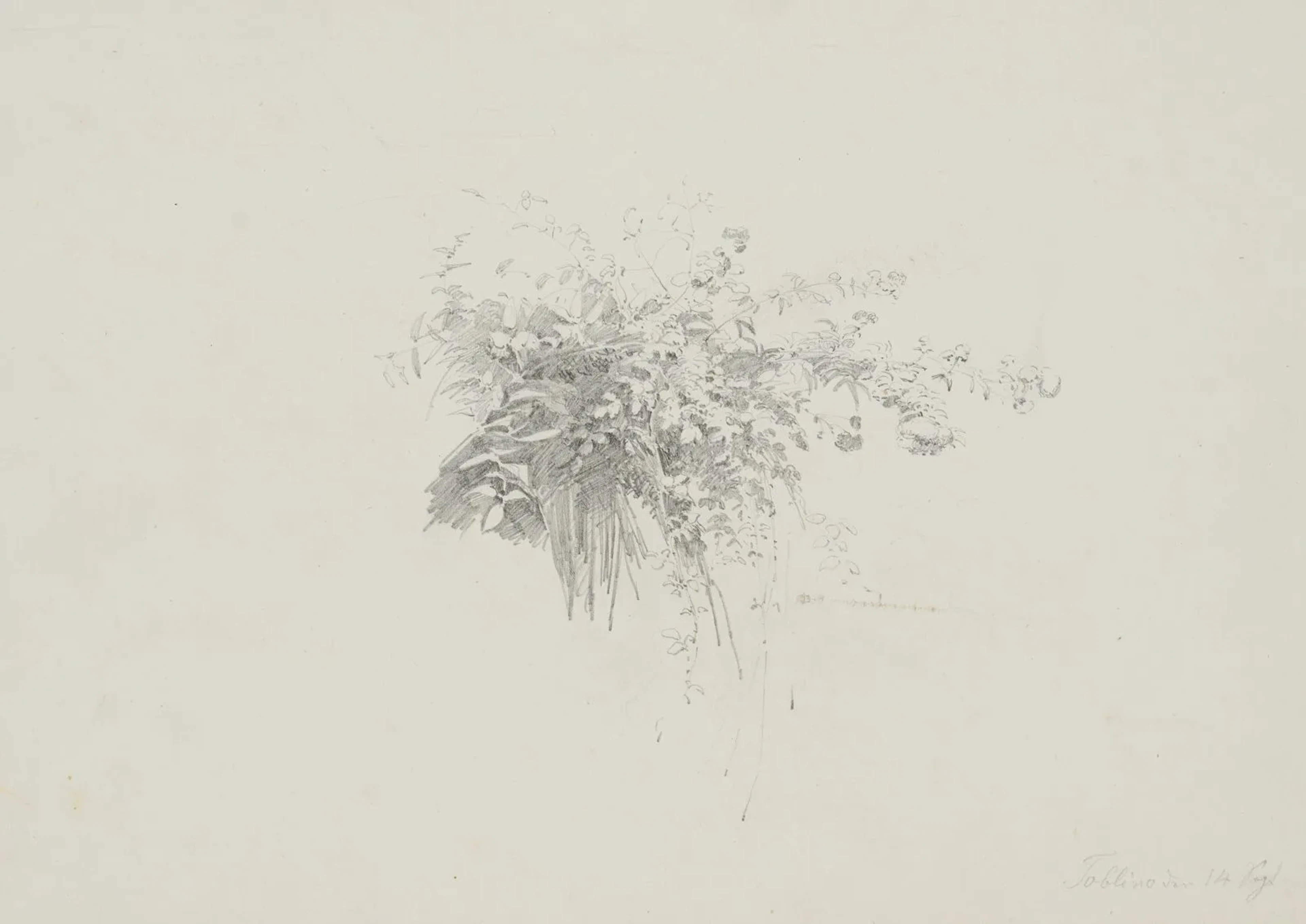 T. WEBER (1813–1875), A Study of Plants with Tendrils, ca. 1850, Pencil