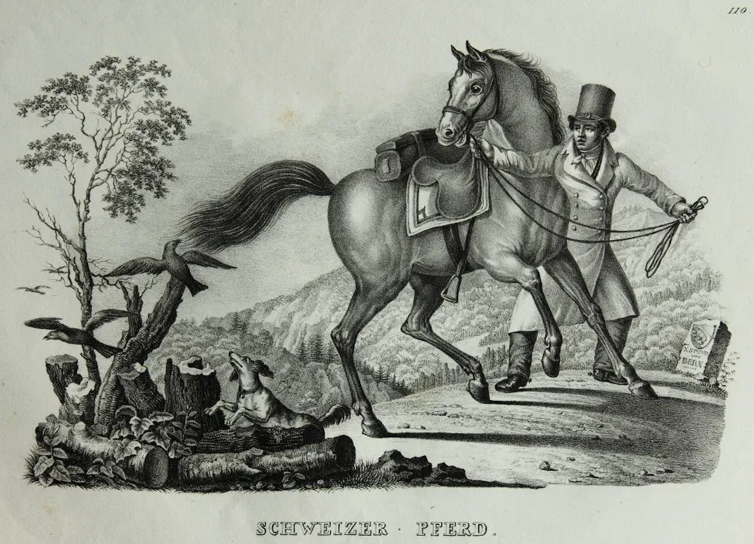 K. BRODTMANN (*1787), Swiss Horse, Lithograph Karl Joseph Brodtmann