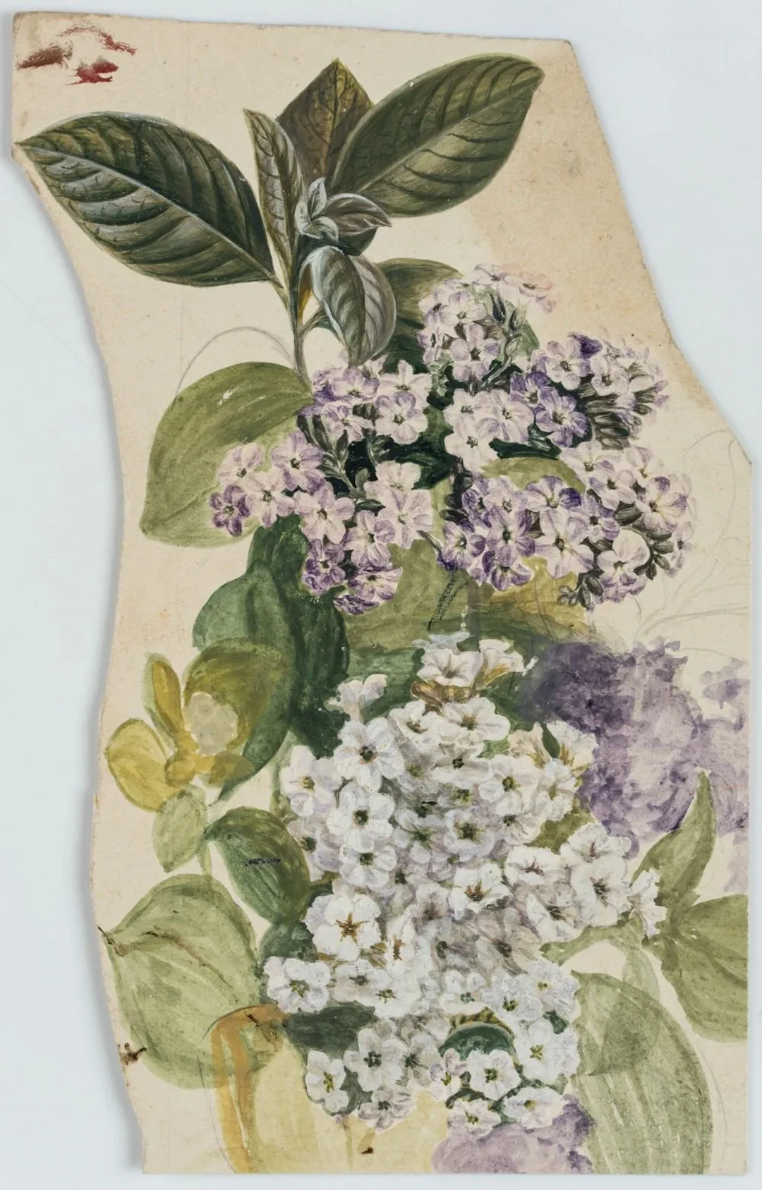 Unknown (19th), Blooming meadow flowers, Gouache Unknown (19th century):