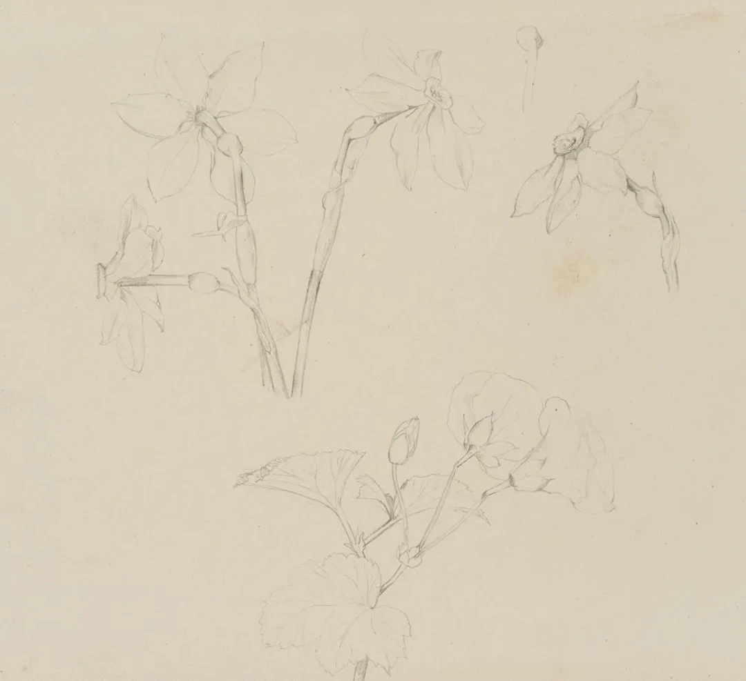 E. RONDAHL (1858–1914), Poet’s Daffodil and Botanical Studies, circa