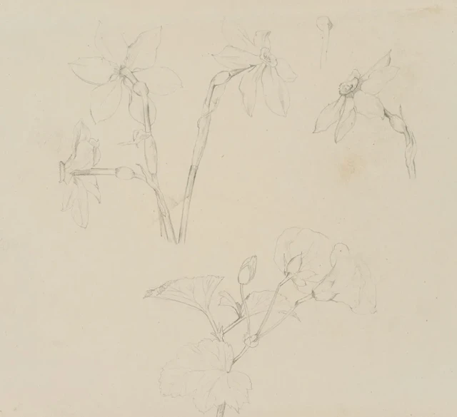 E. RONDAHL (1858–1914), Poet’s Daffodil and Botanical Studies, circa