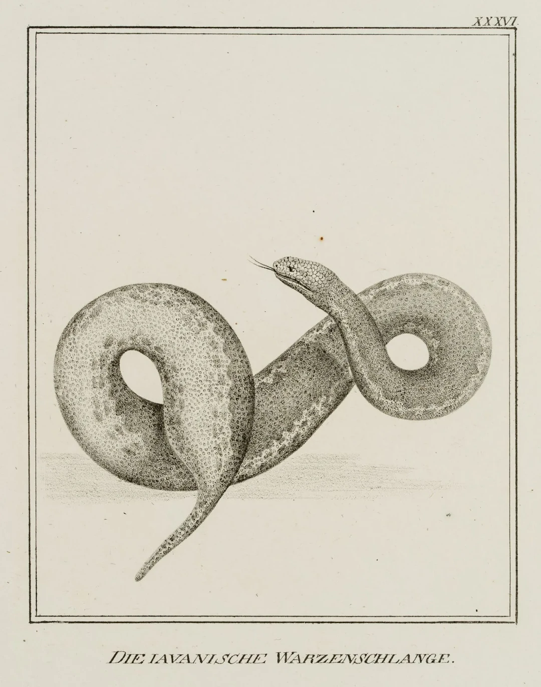 JUNGERMAN (19th), The Javanese wart snake, Lithograph Jungerman (19th