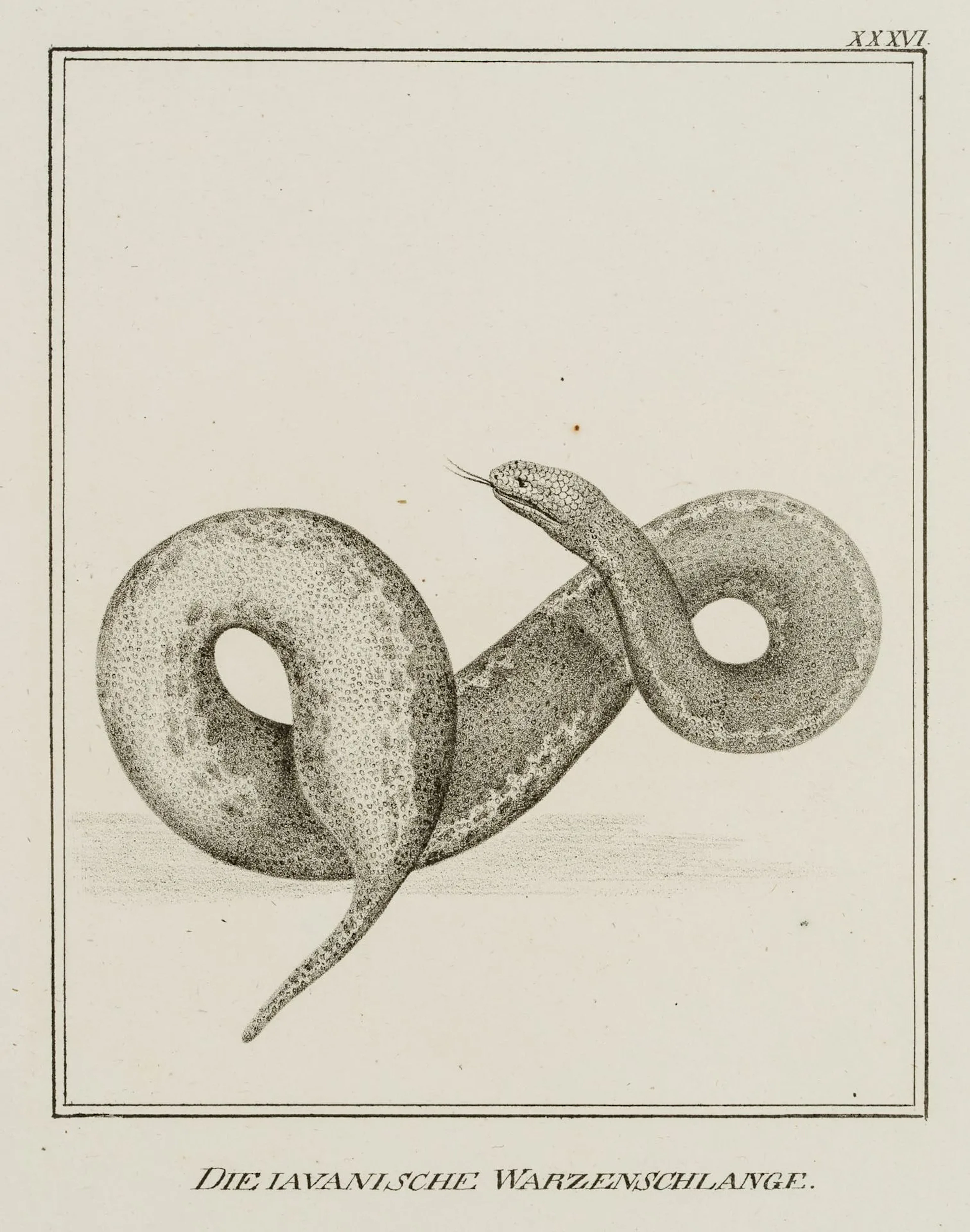 JUNGERMAN (19th), The Javanese wart snake, Lithograph Jungerman (19th