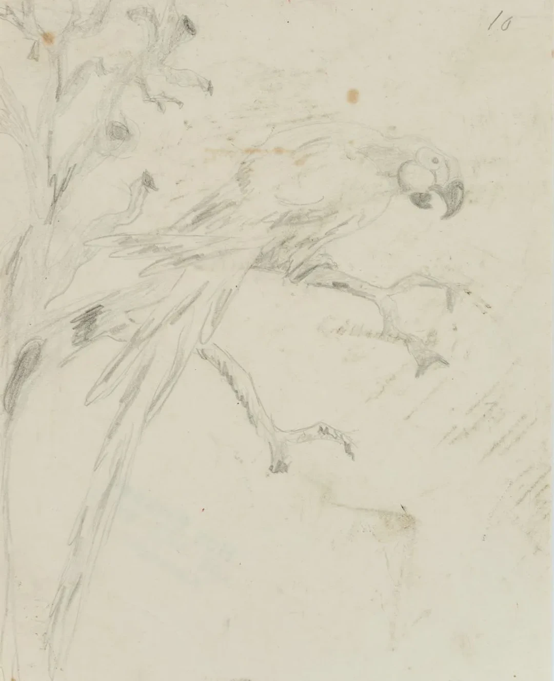 Unknown (19th), Study of a macaw, around 1900, pencil Unknown (19th