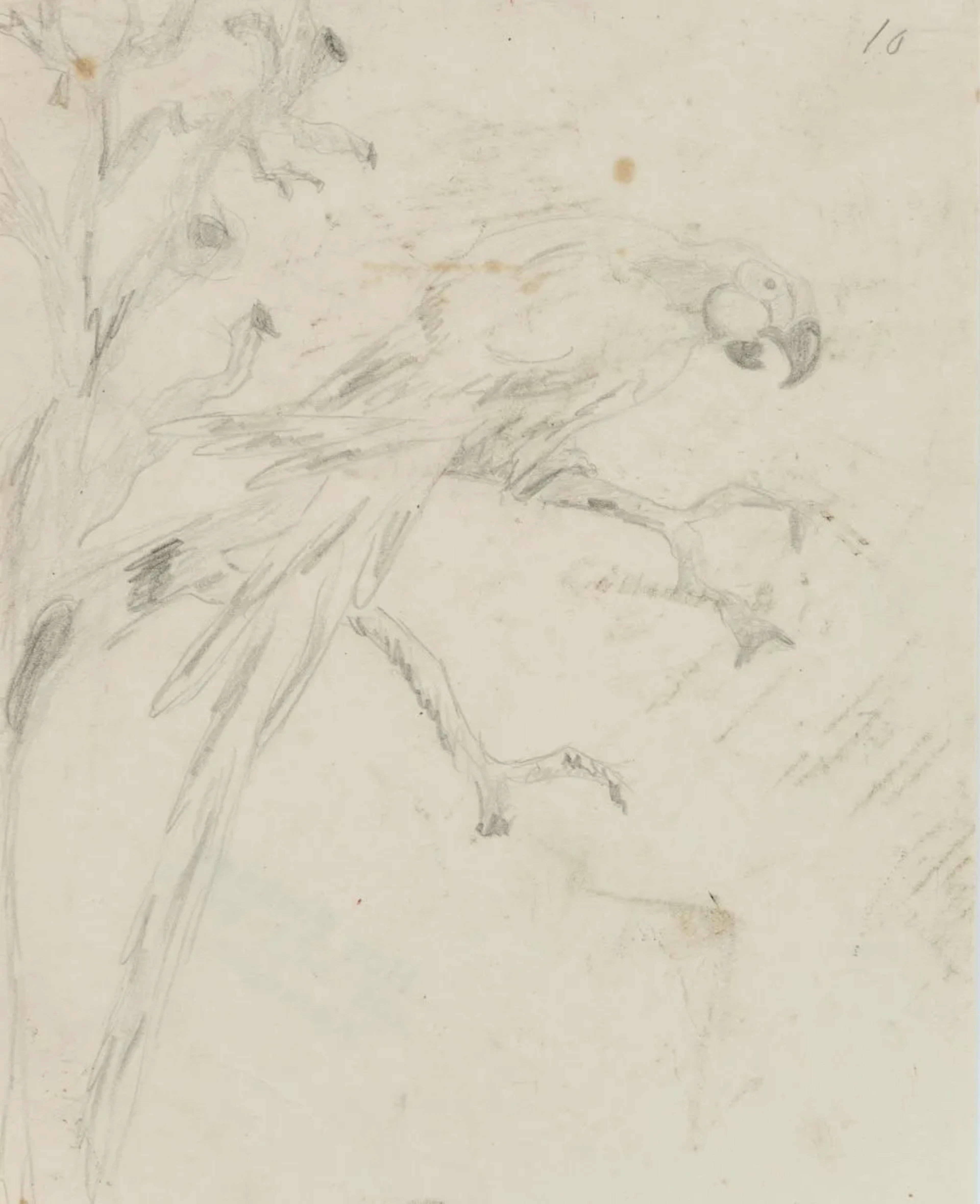 Unknown (19th), Study of a macaw, around 1900, pencil Unknown (19th