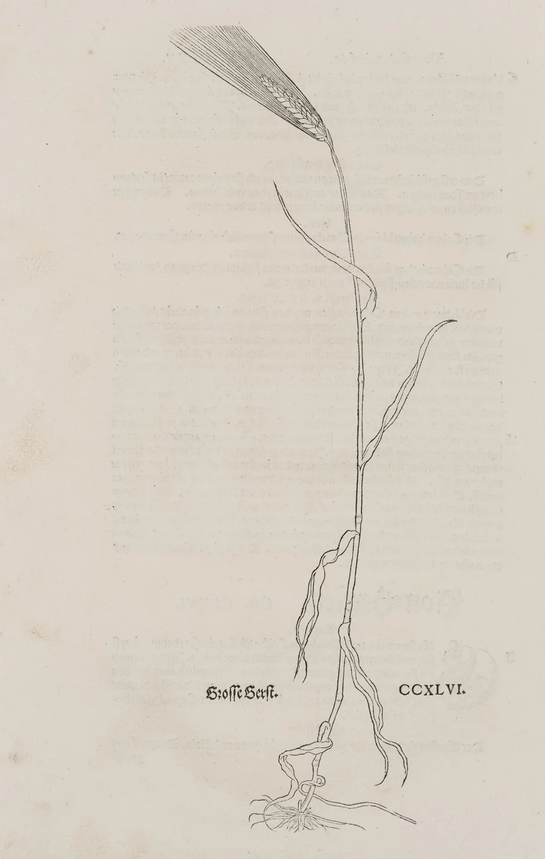 Unknown (17th century), Common barley, botanical illustration, around