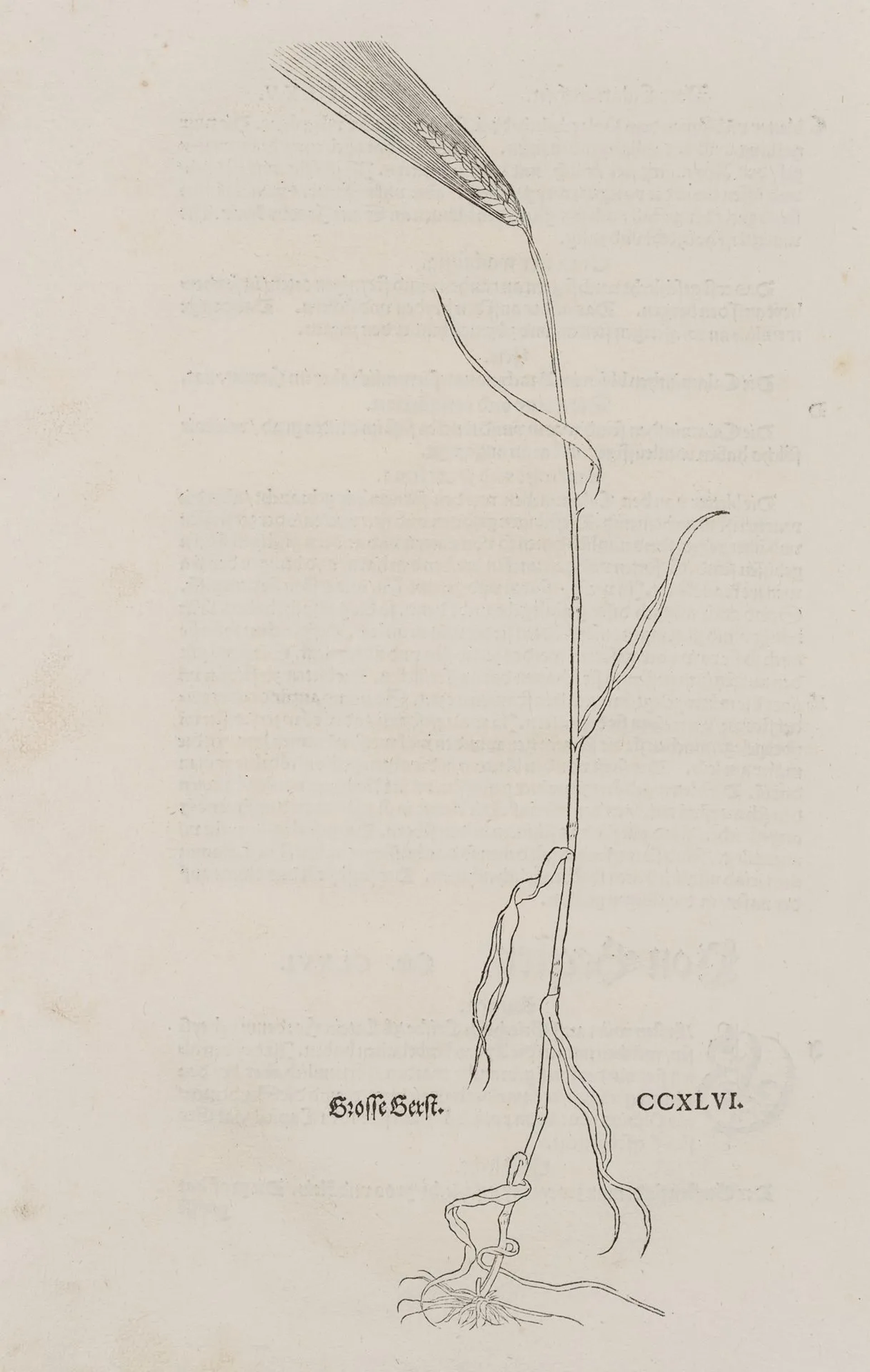Unknown (17th century), Common barley, botanical illustration, around