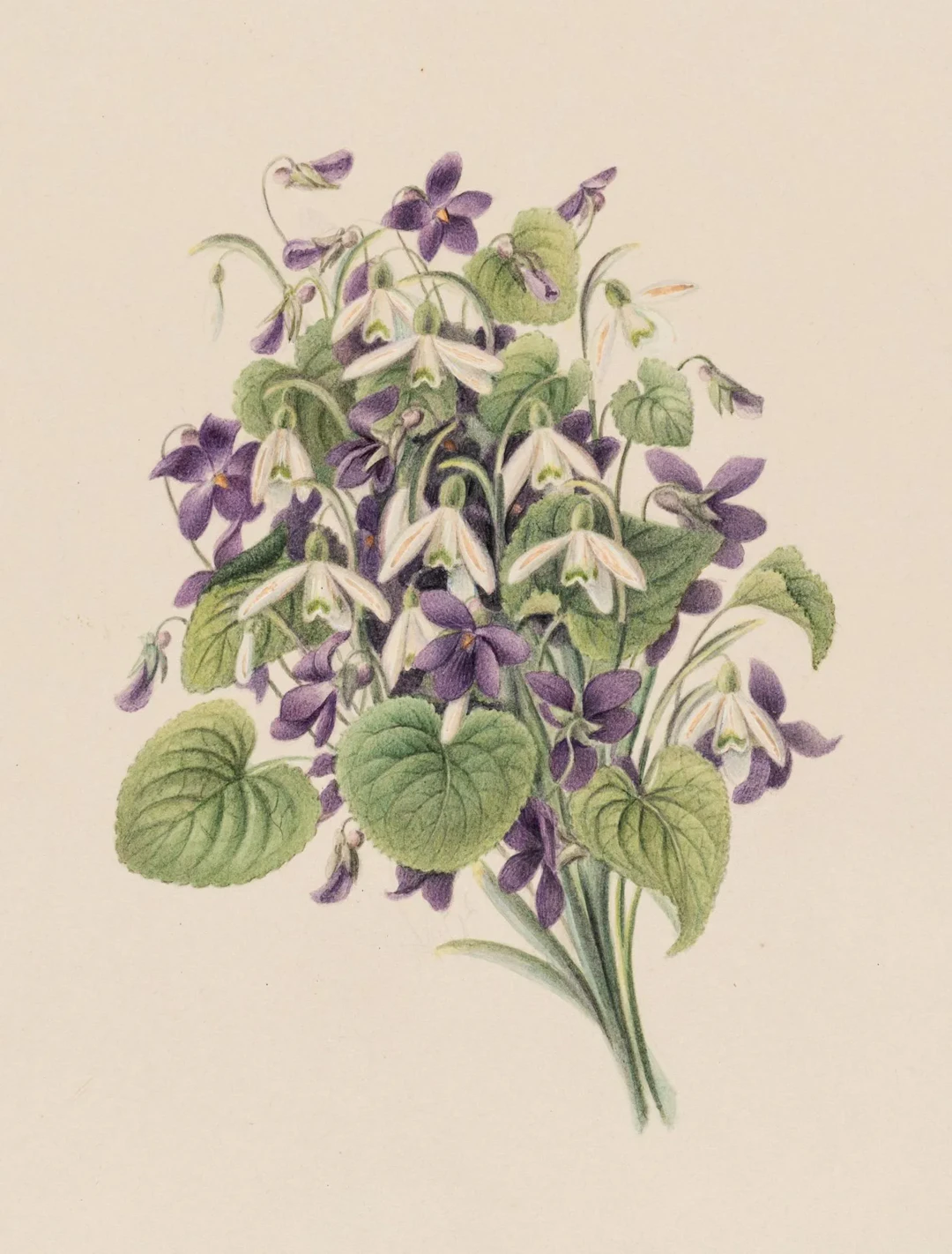 Unknown (19th century), Bouquet of Violets, circa 1840, Watercolor